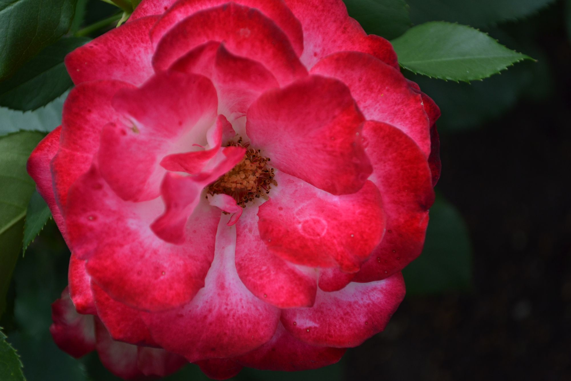 Rožė 'Princesse de Monaco' (Rosa)