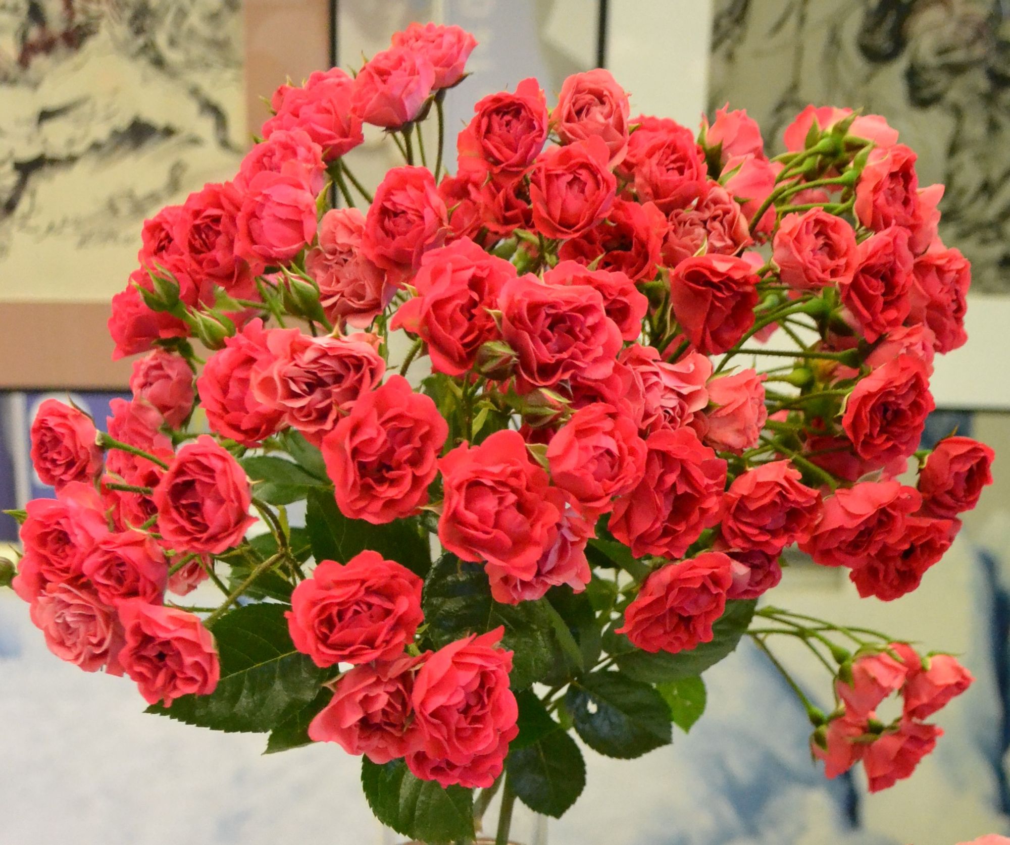 Rožė 'Shogun' (Rosa)