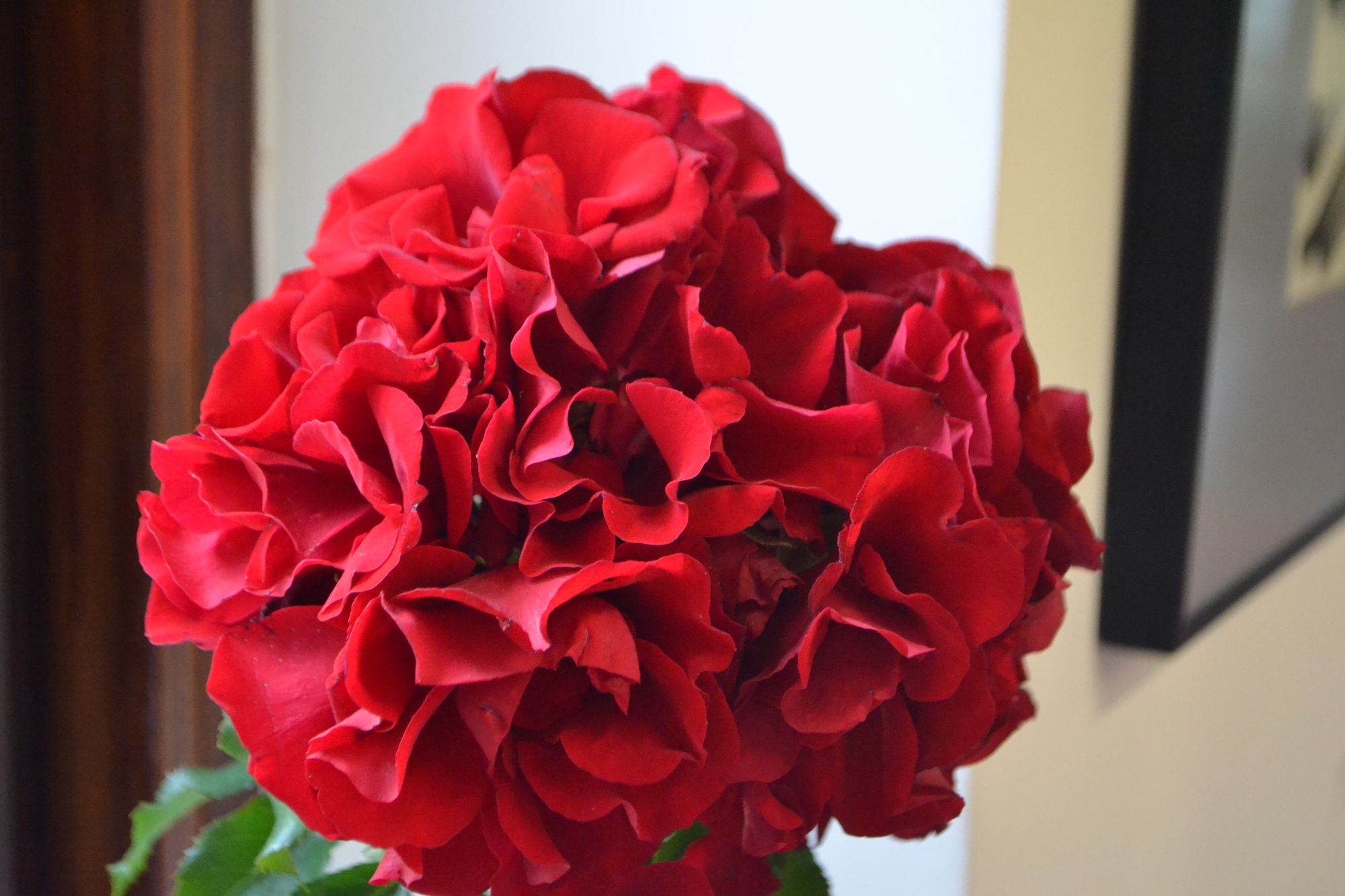 Rožė 'Roter Korsar' (Rosa)