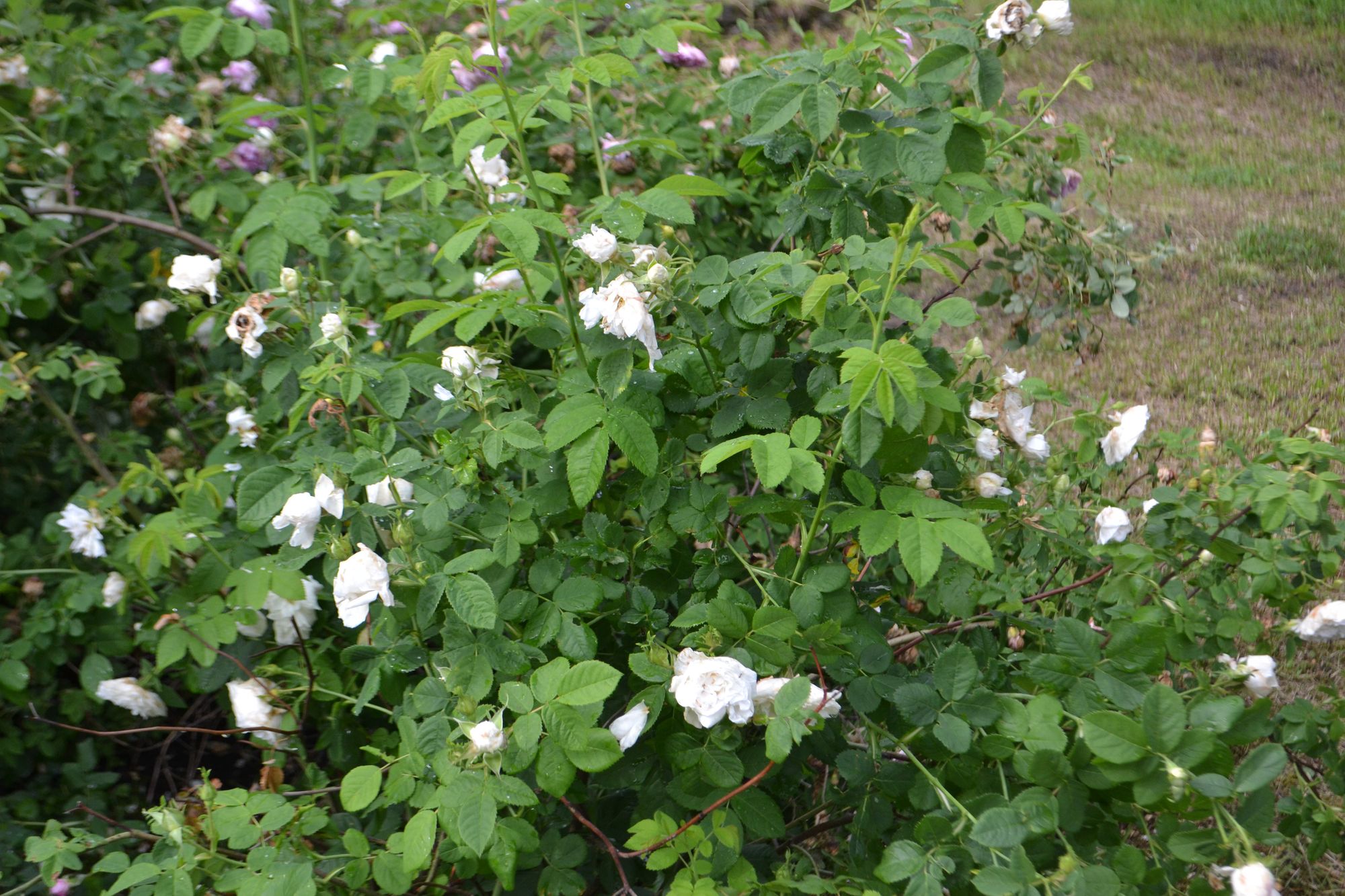 Rožė 'Madame Legras de St. Germain' (Rosa)