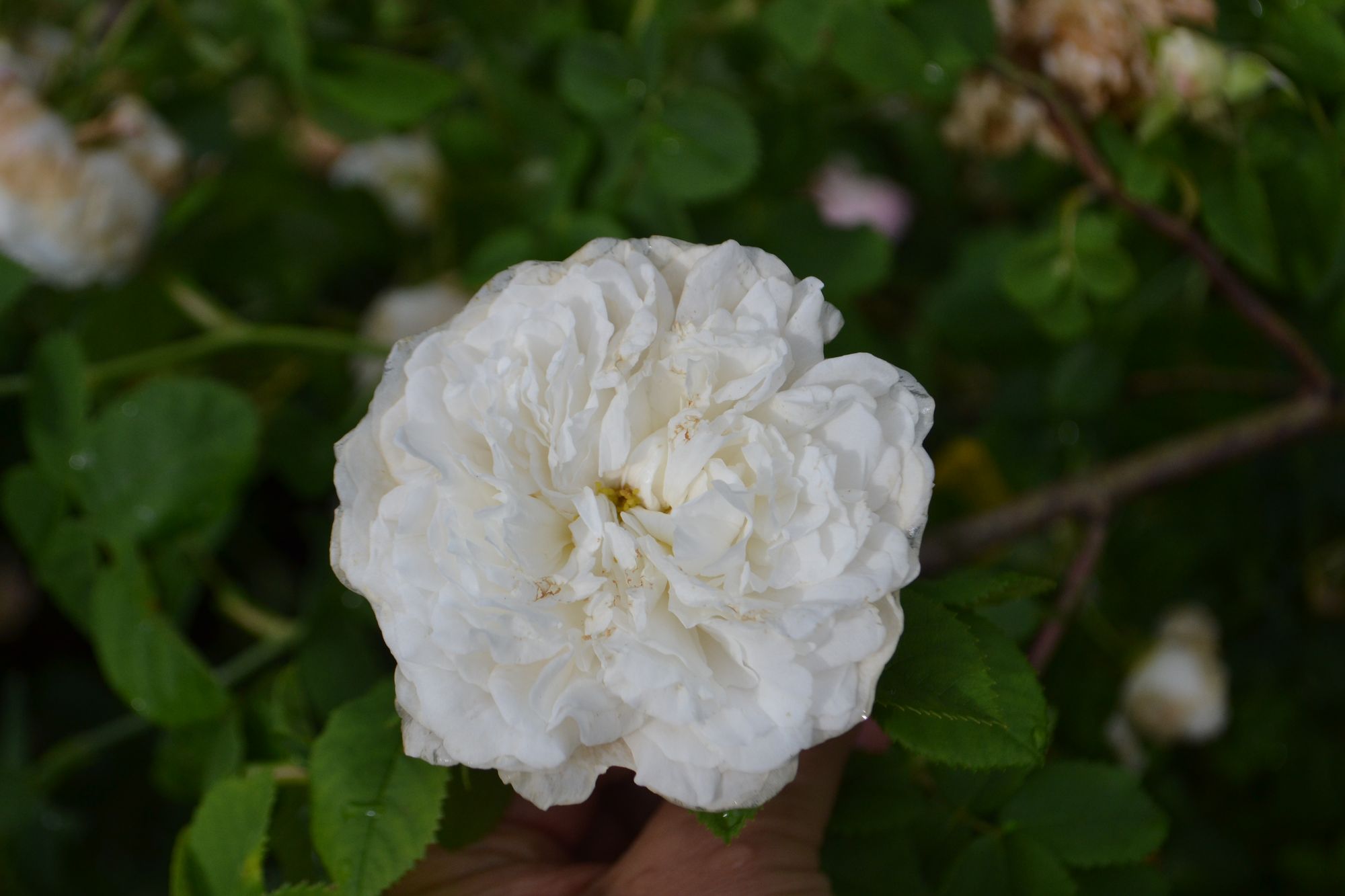 Rožė 'Madame Legras de St. Germain' (Rosa)