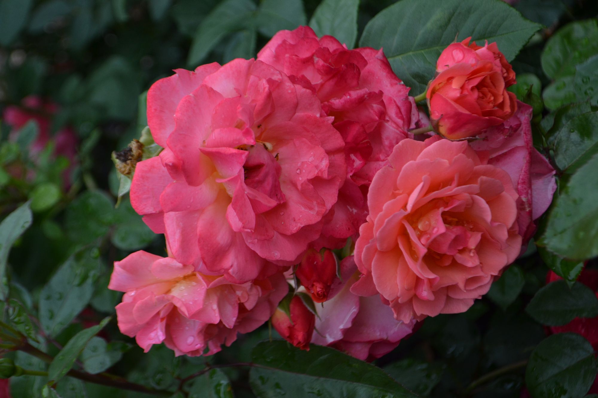 Rožė 'Salzburg' (Rosa)