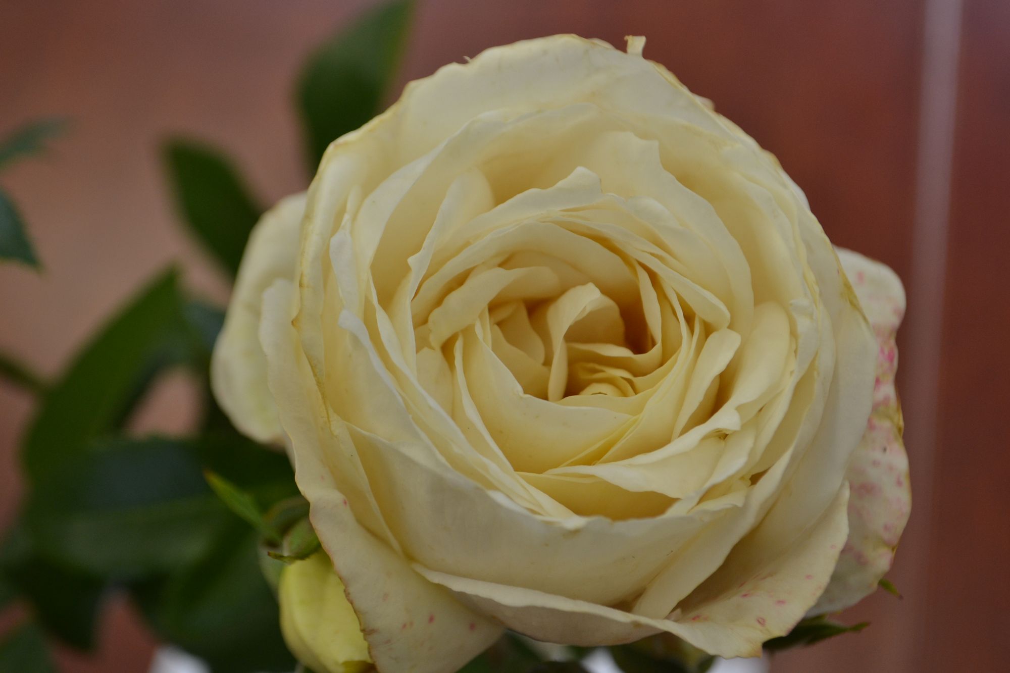 Rožė 'Lions-Rose' (Rosa)