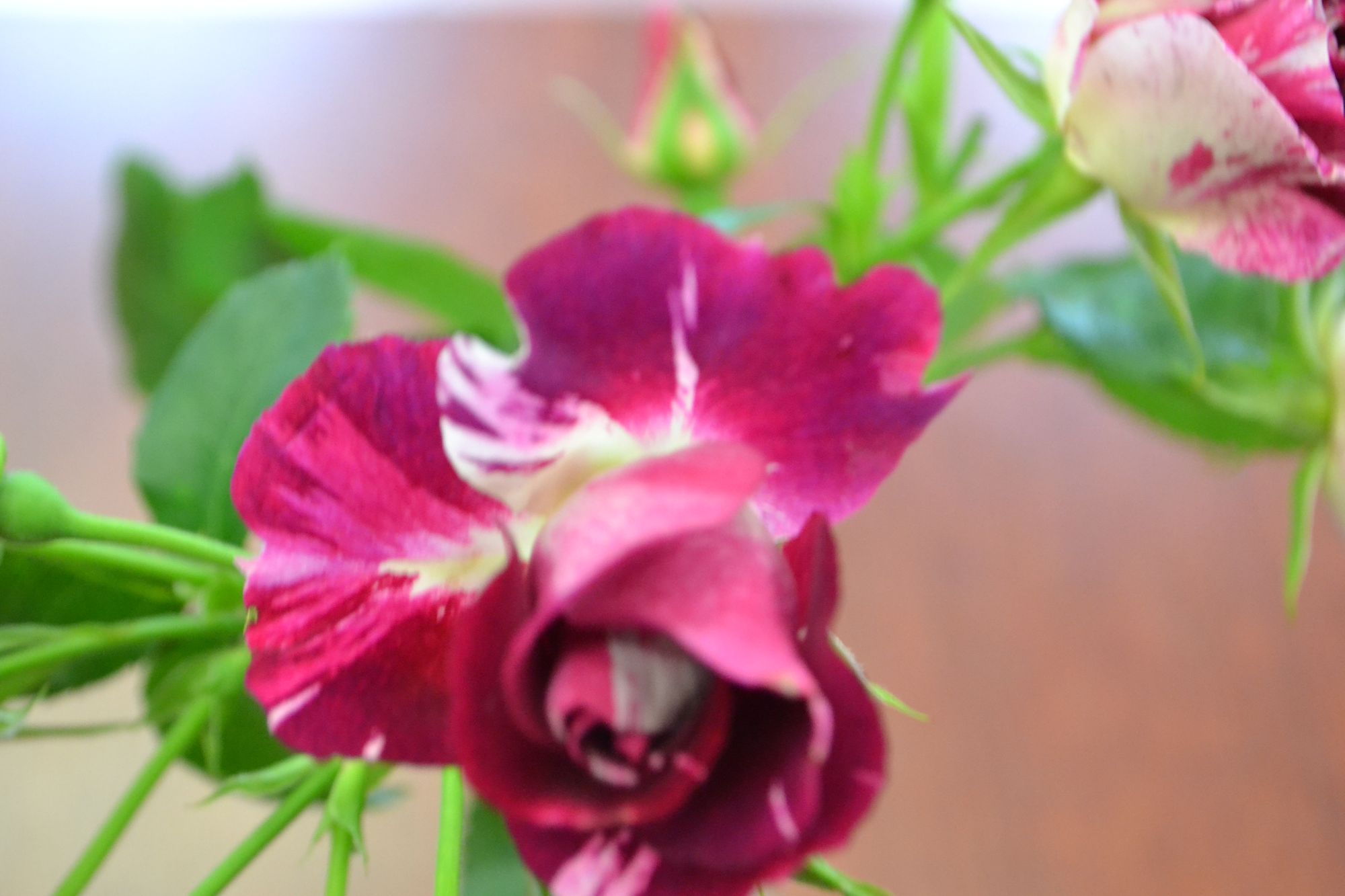 Rožė 'Oh Wow' (Rosa)