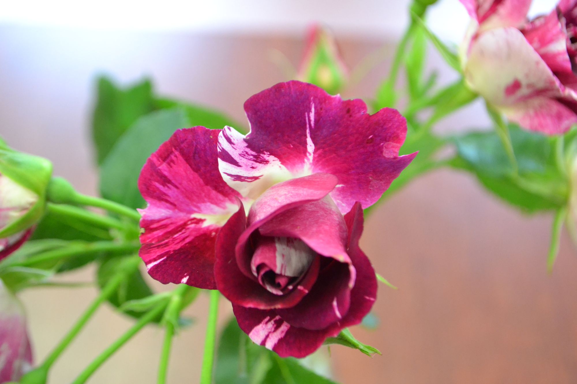 Rožė 'Oh Wow' (Rosa)