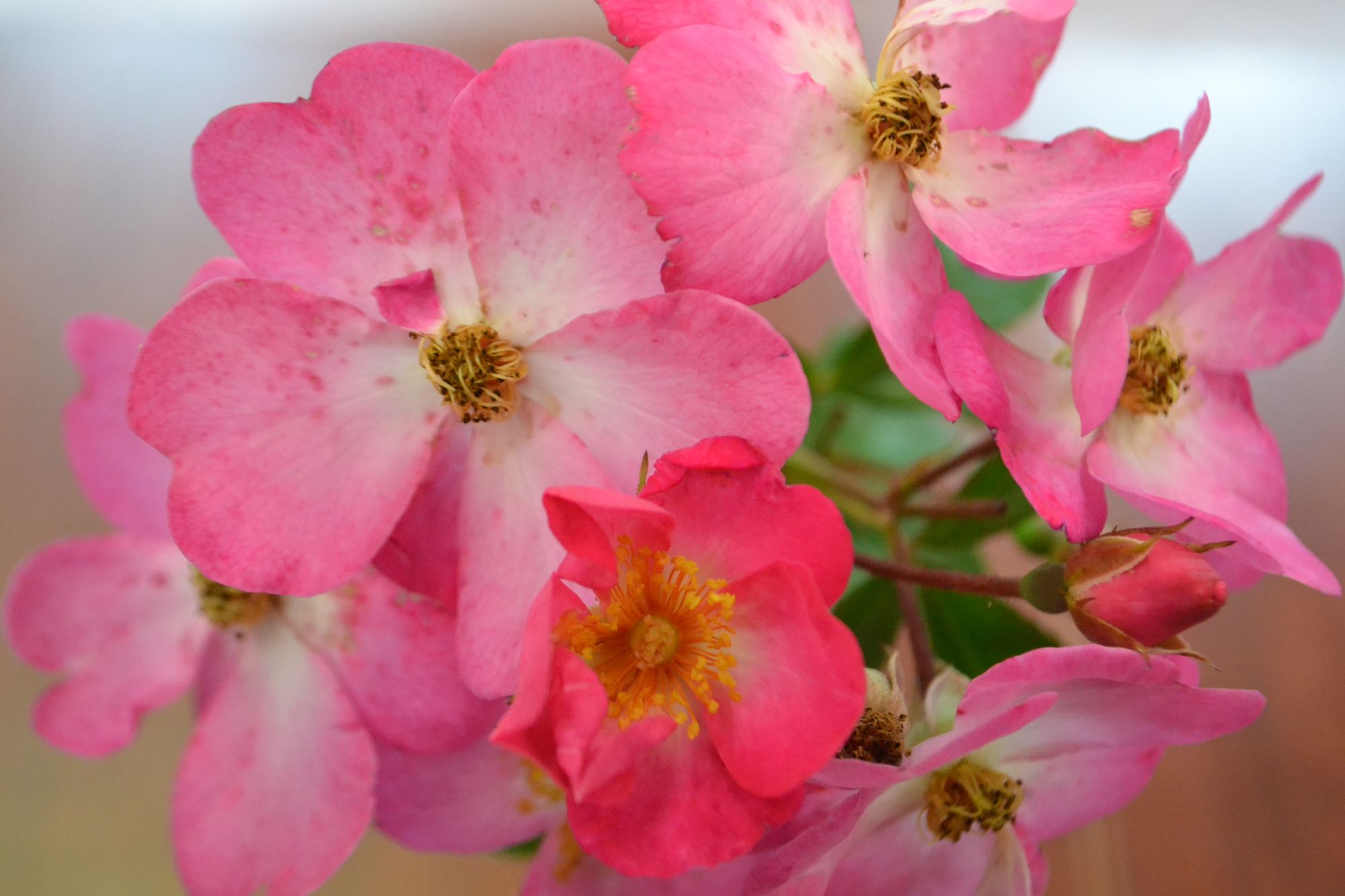 Rožė 'Phlox Meidiland' (Rosa)