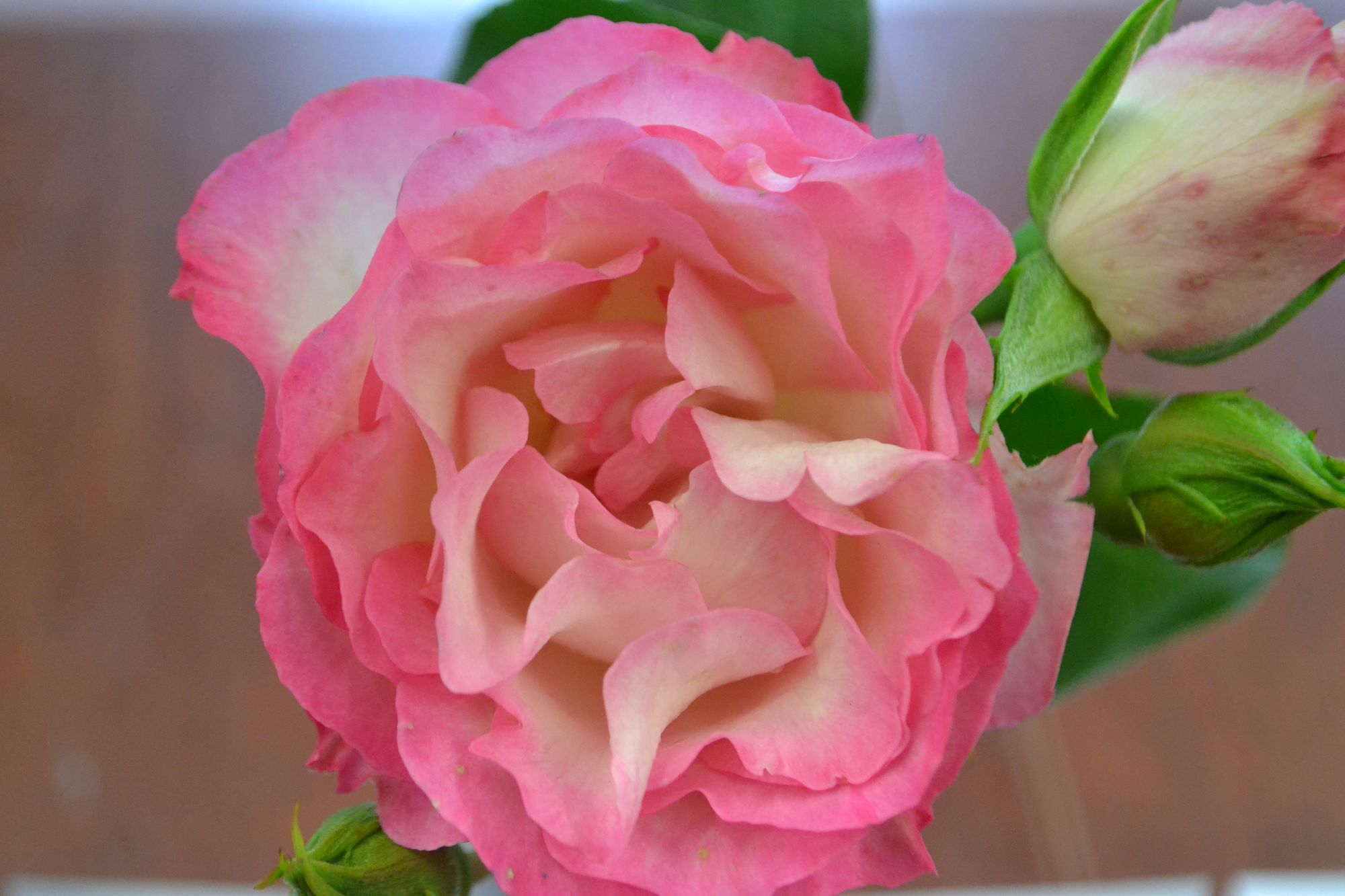 Rožė 'La Minuette' (Rosa)