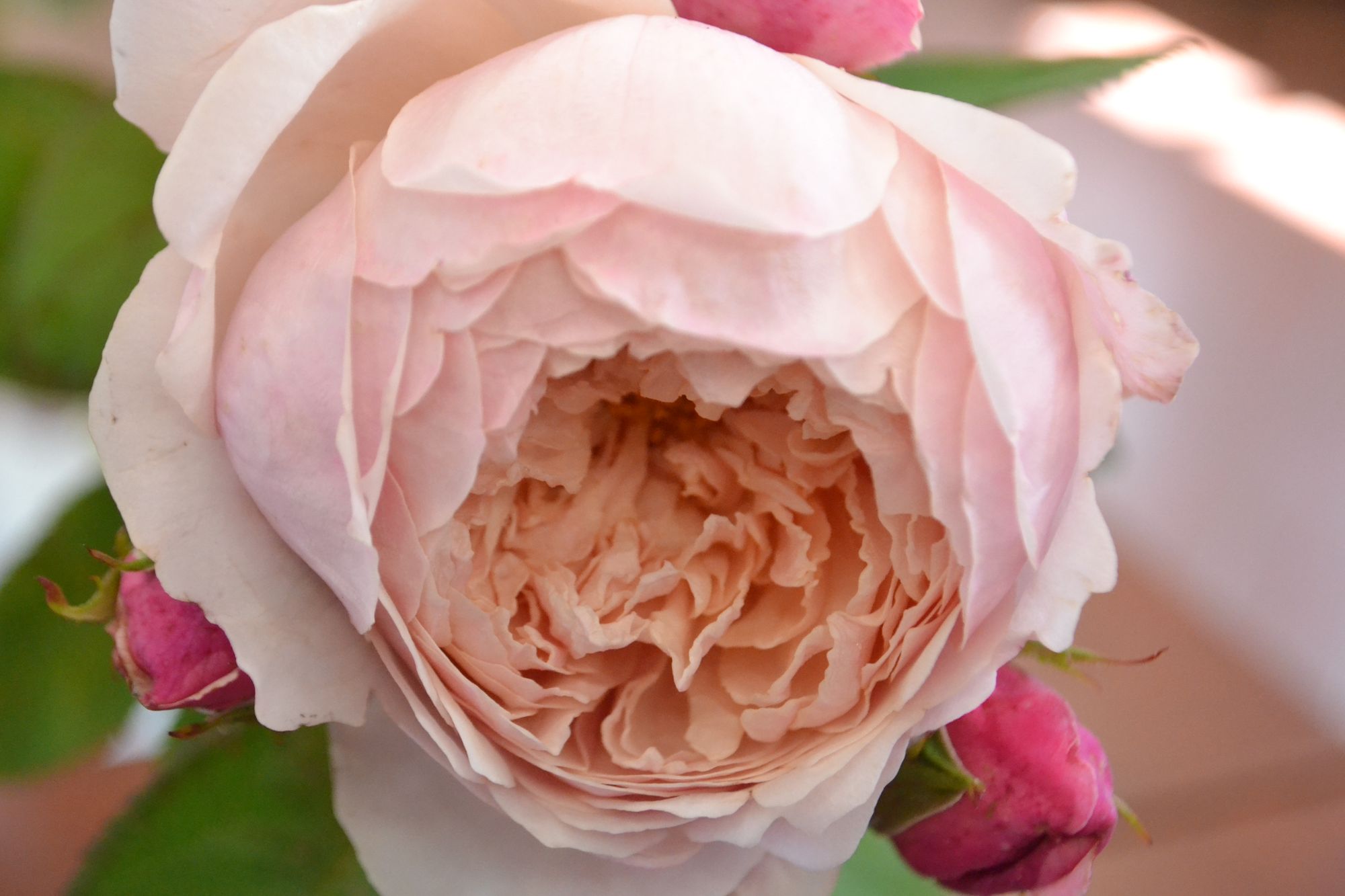 Rožė 'The Alnwick Rose' (Rosa)