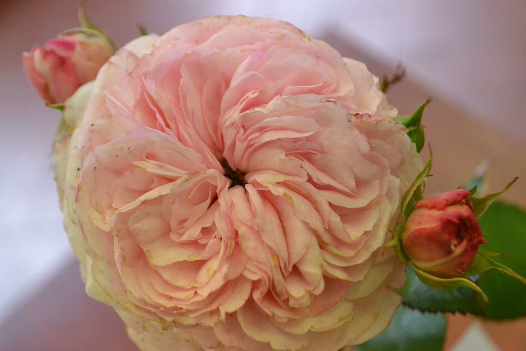 Rožė 'Mariatheresia' (Rosa)