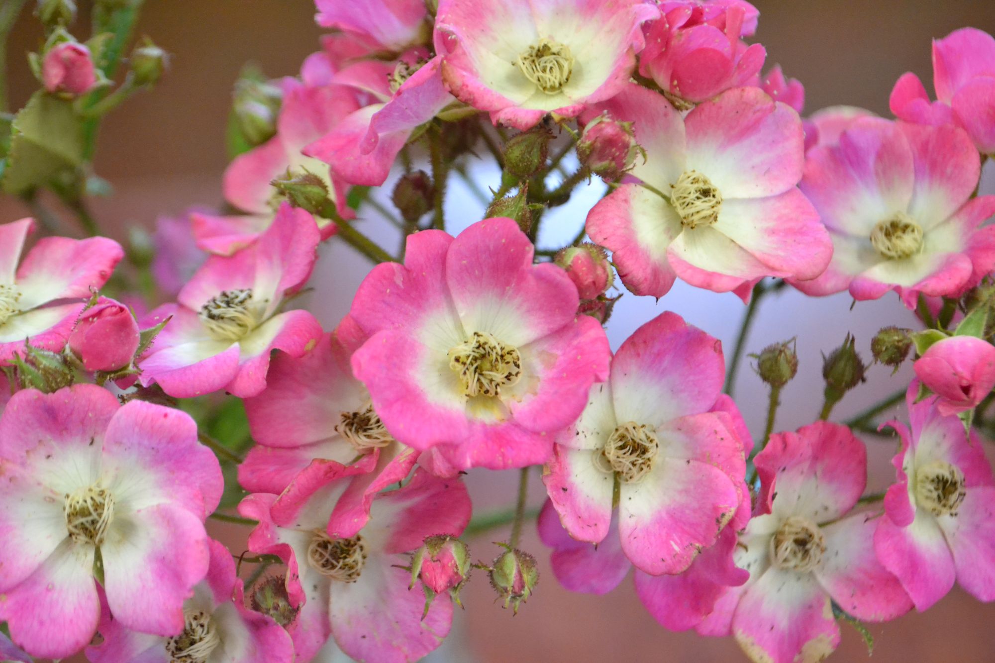 Rožė 'Mozart' (Rosa)