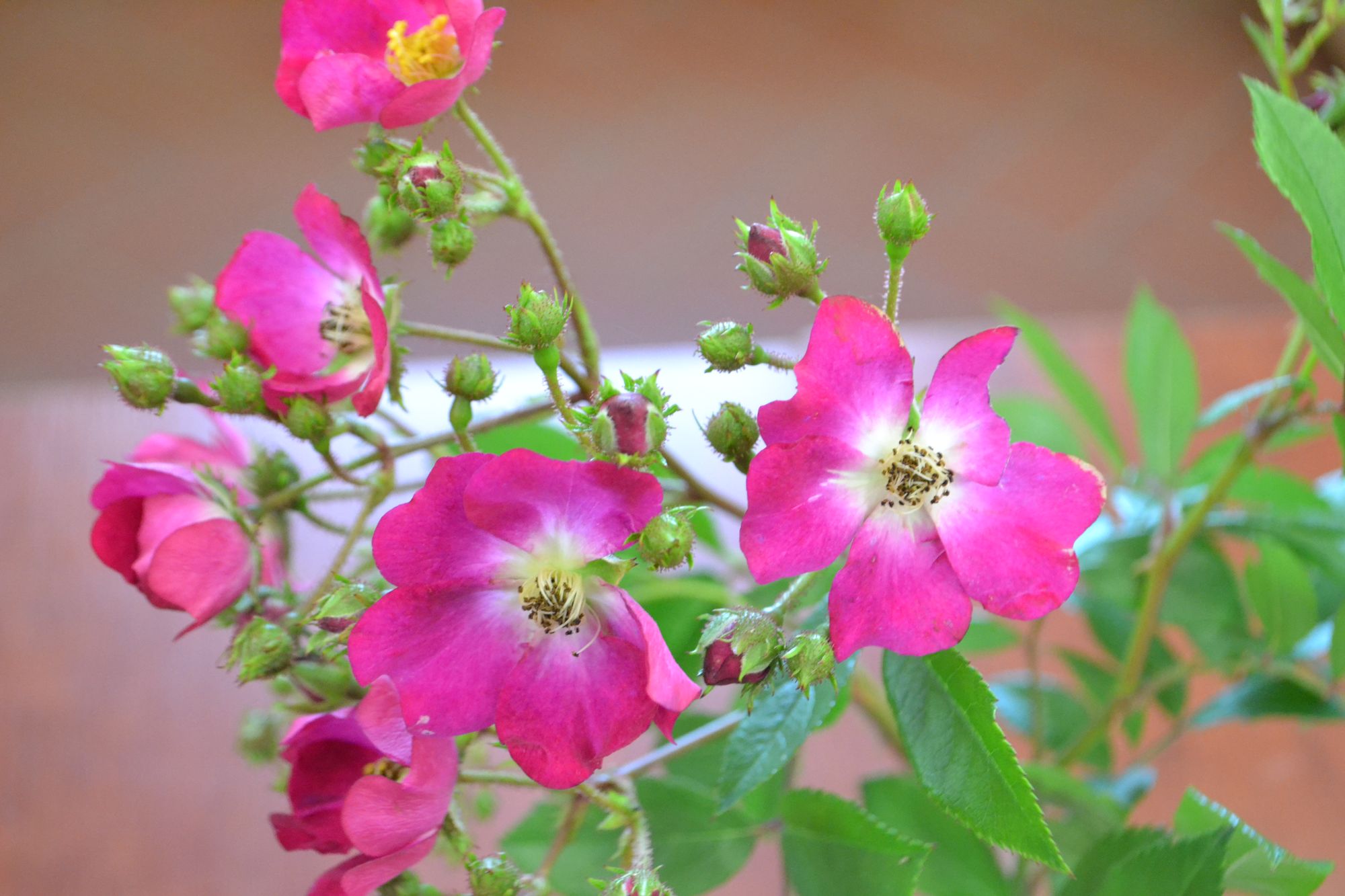 Rožė 'Red Yesterday' (Rosa)