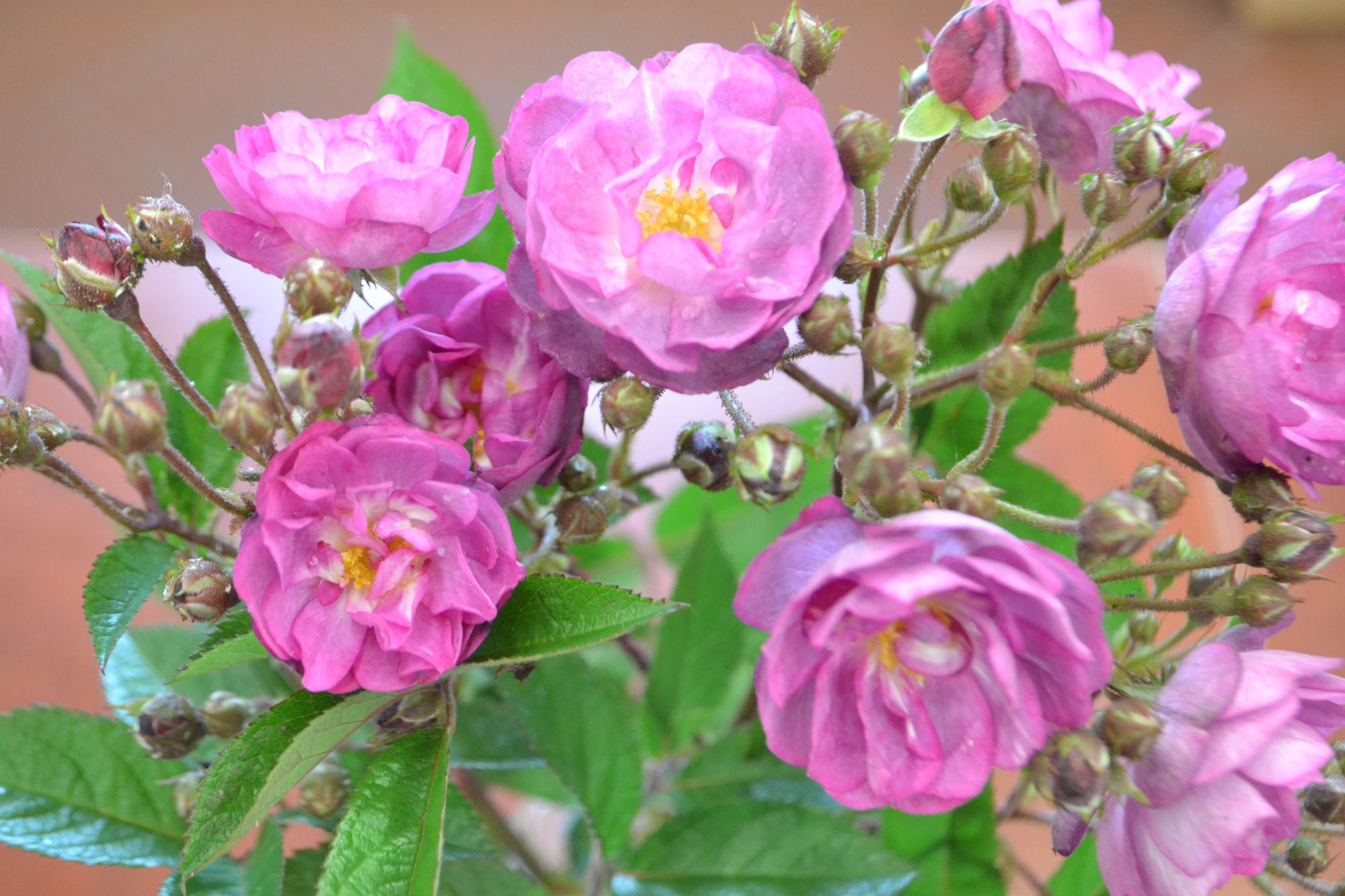 Rožė 'Sibelius' (Rosa)