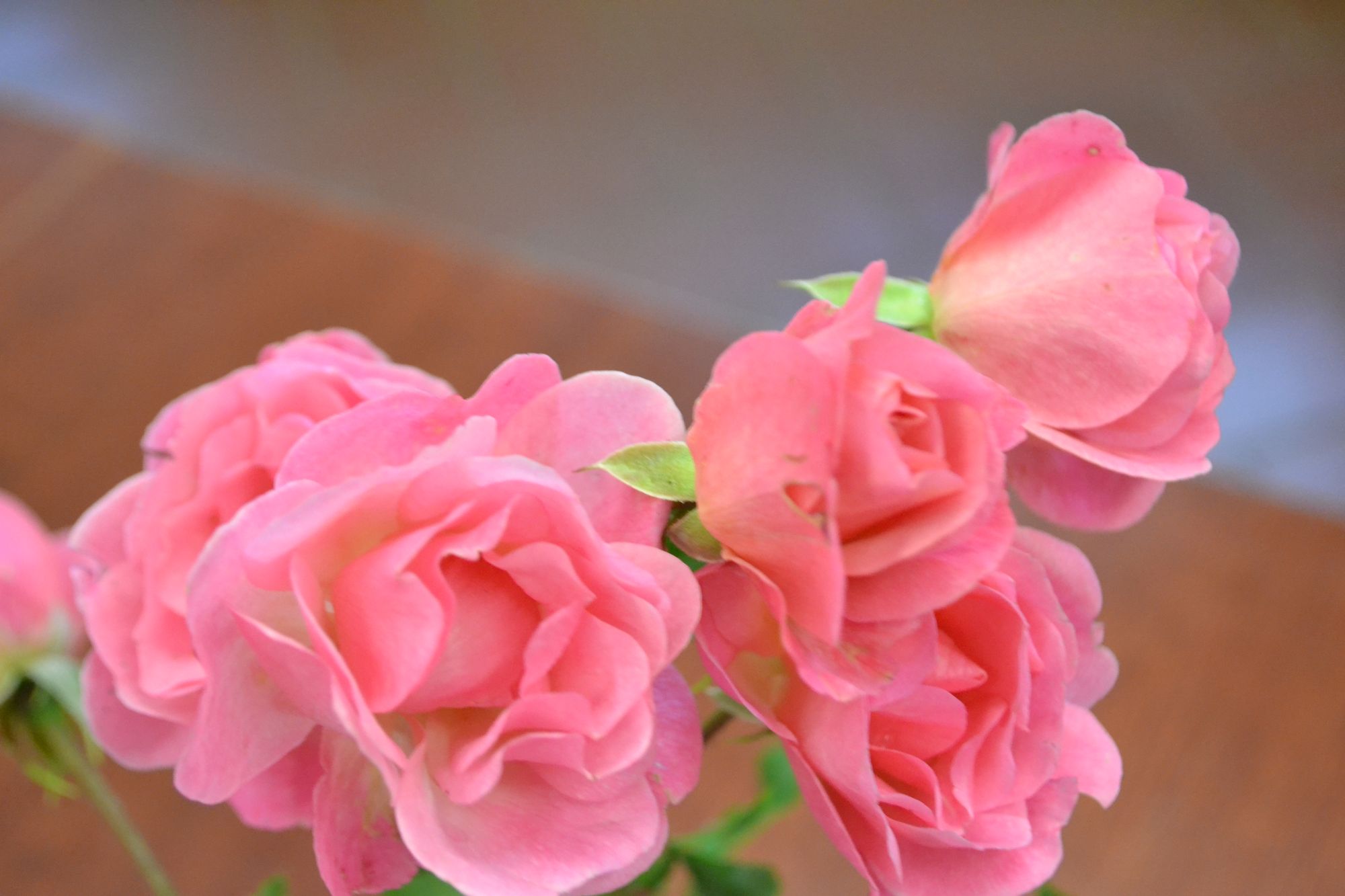 Rožė 'Maxi Vita' (Rosa)