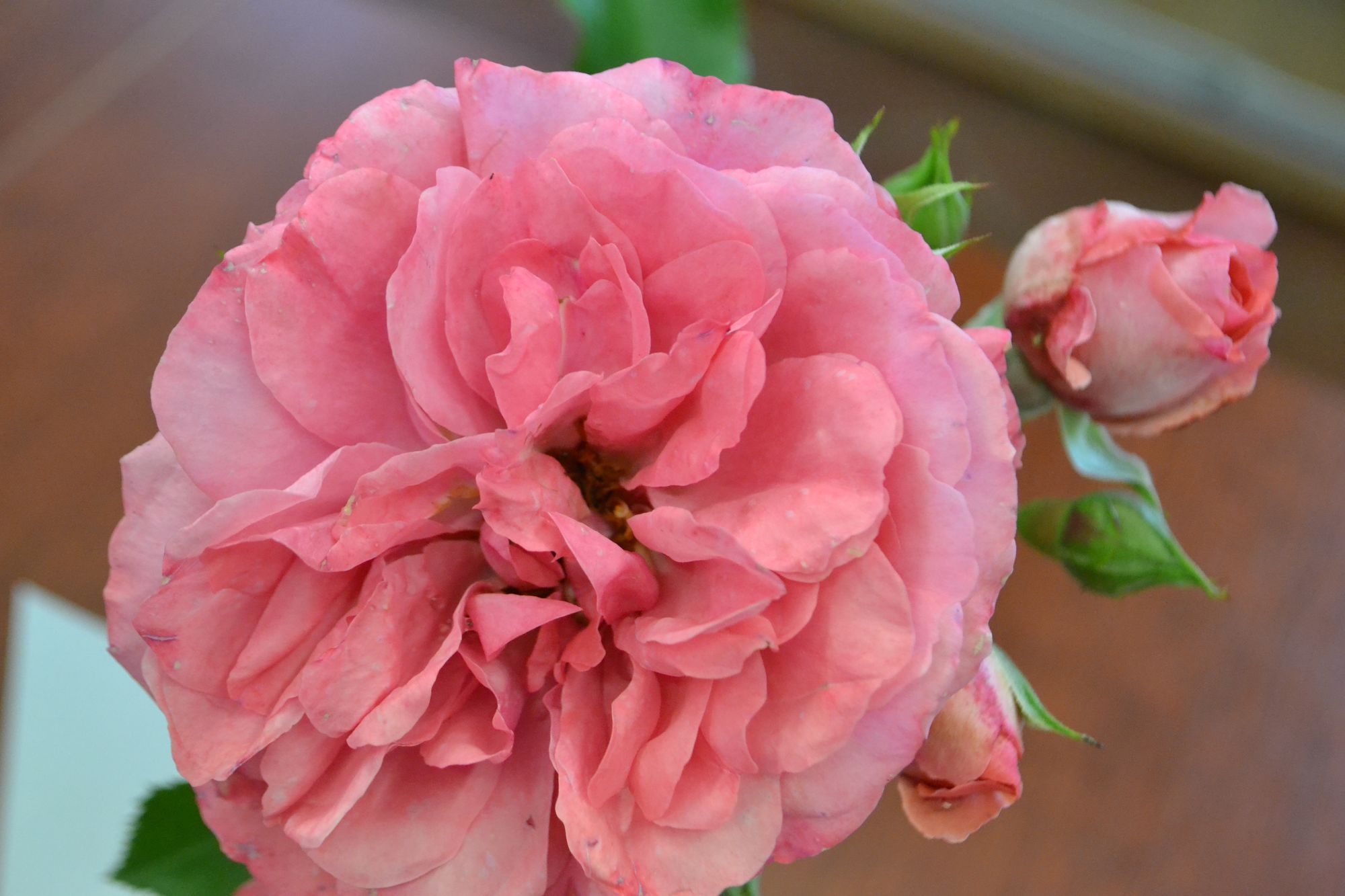 Rožė 'Rosarium Uetersen' (Rosa)