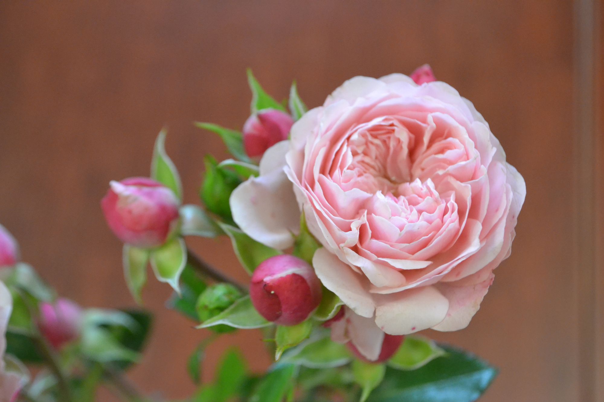 Rožė 'Sunblaze' (Rosa)