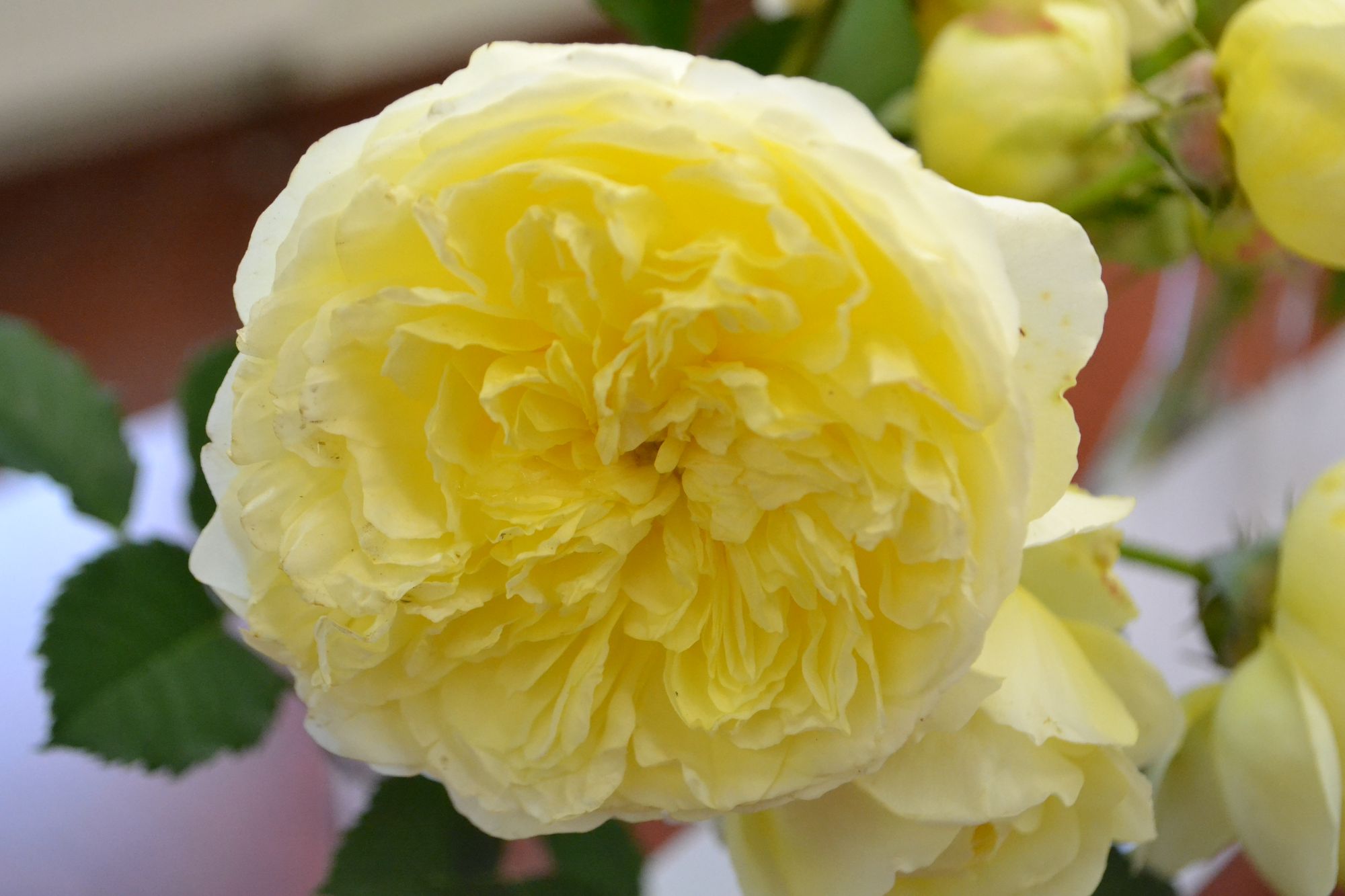 Rožė 'The Pilgrim' (Rosa)