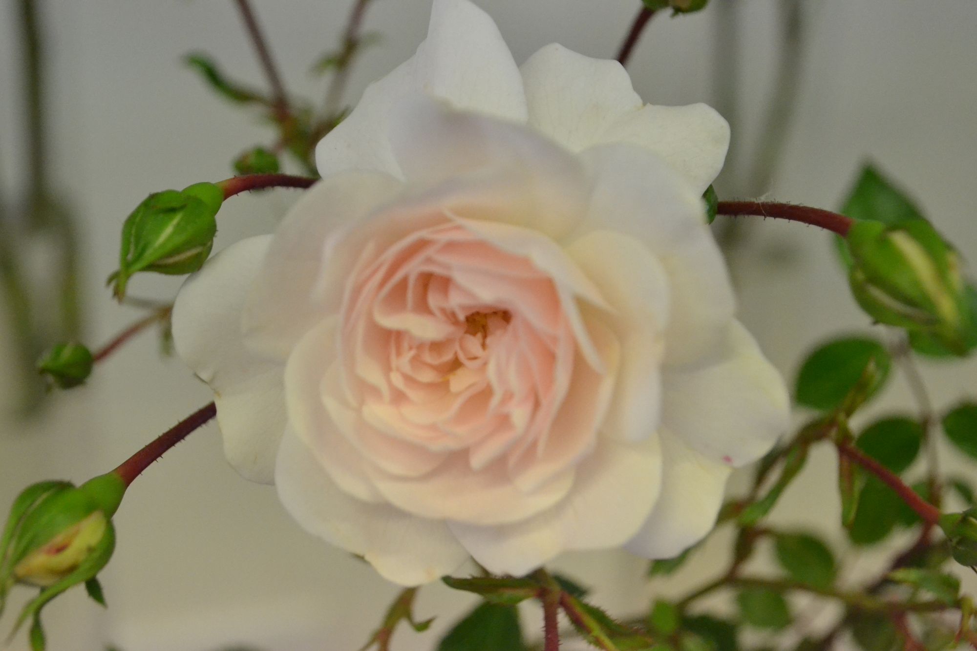 Rožė 'Swany' (Rosa)