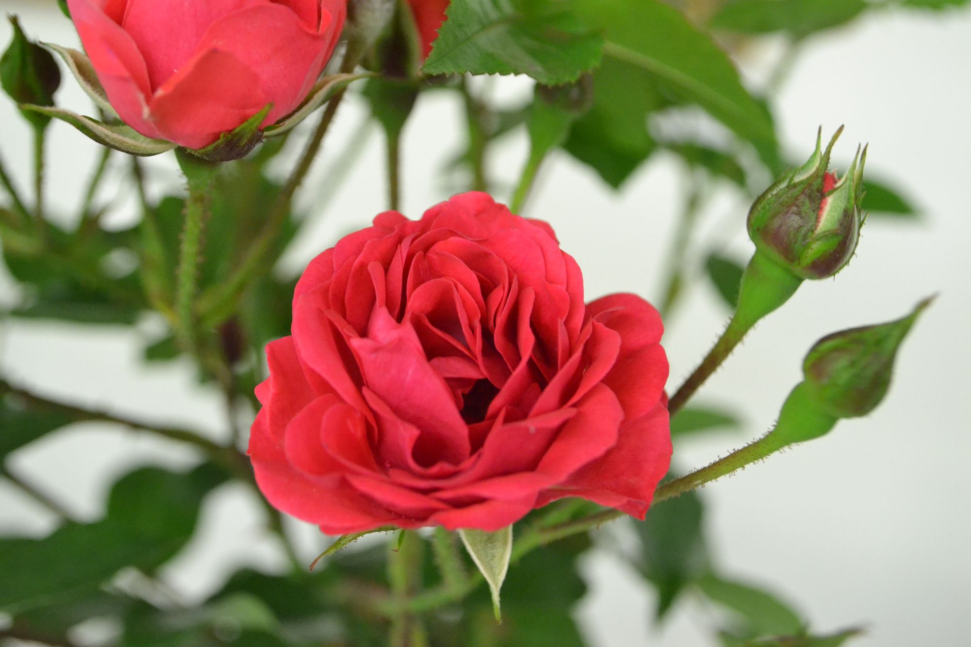 Rožė 'Orange Triumph' (Rosa)