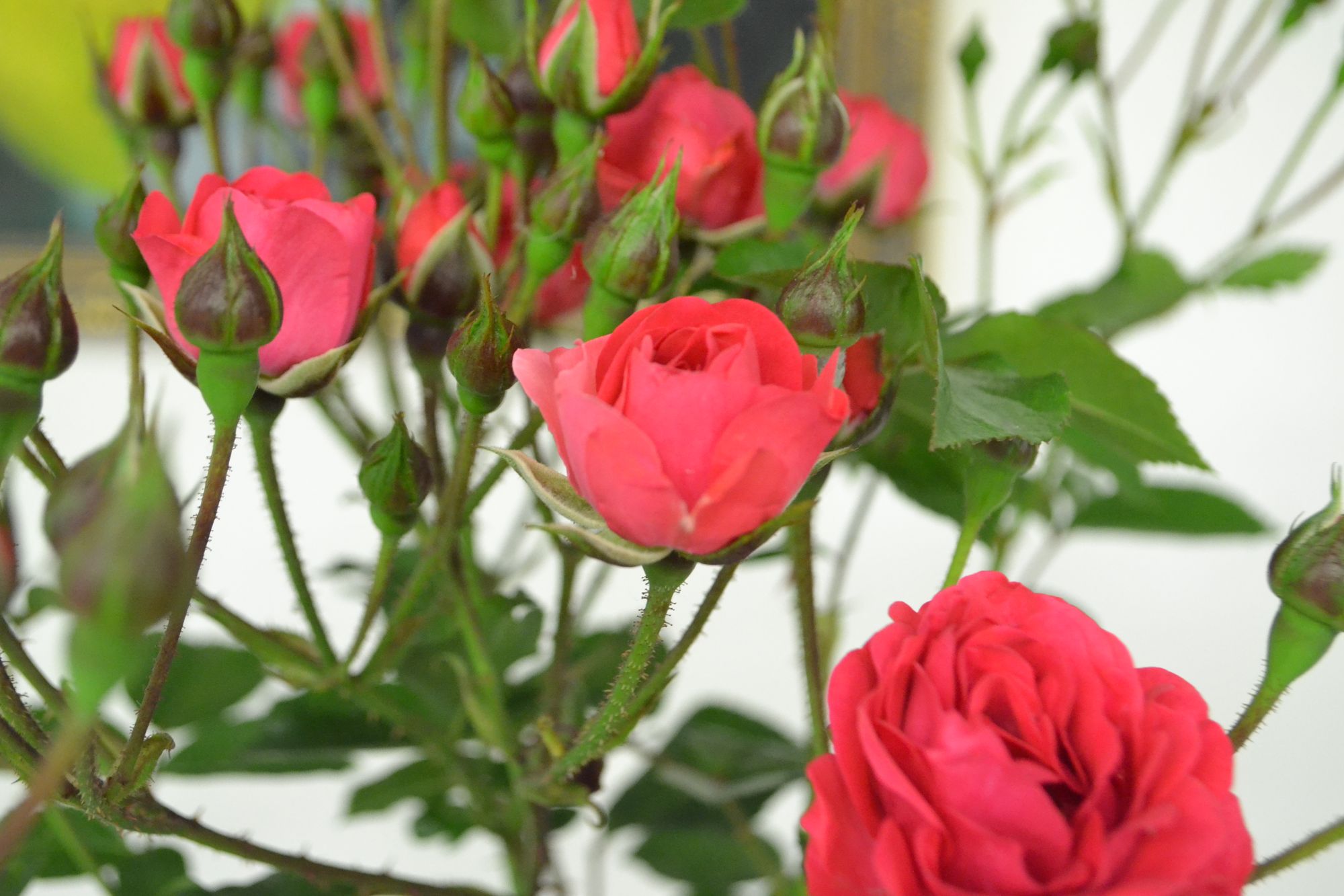 Rožė 'Orange Triumph' (Rosa)