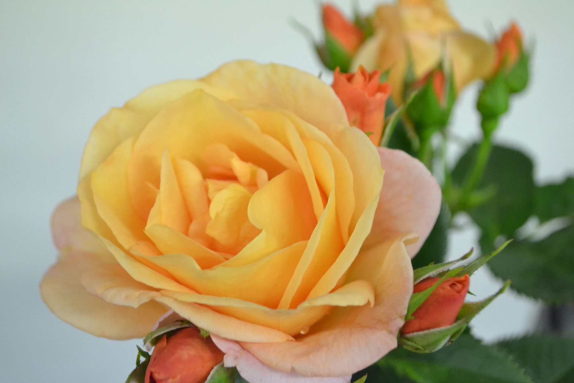 Rožė 'Portoroz' (Rosa)