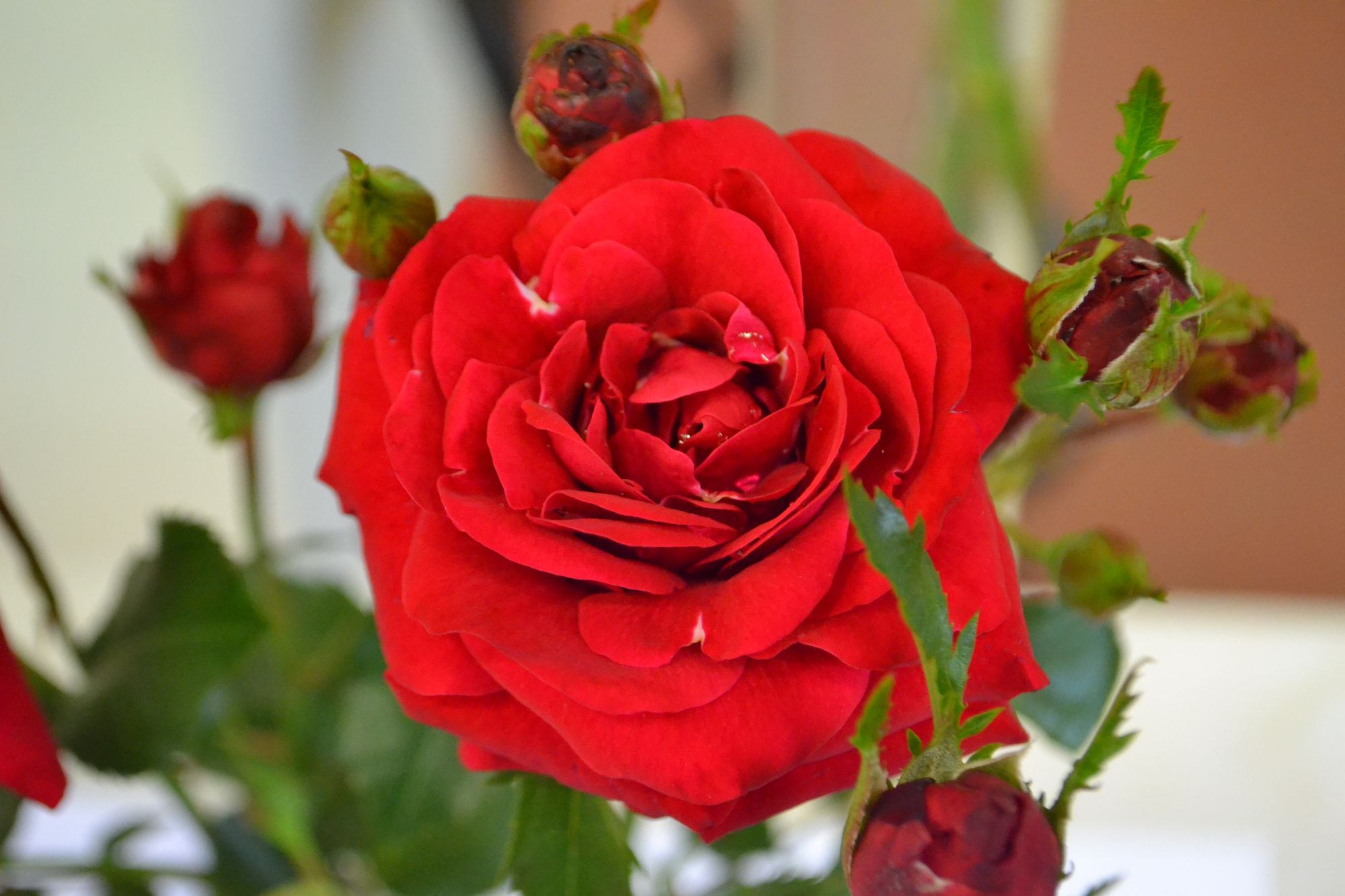 Rožė 'Nina Weibull' (Rosa)