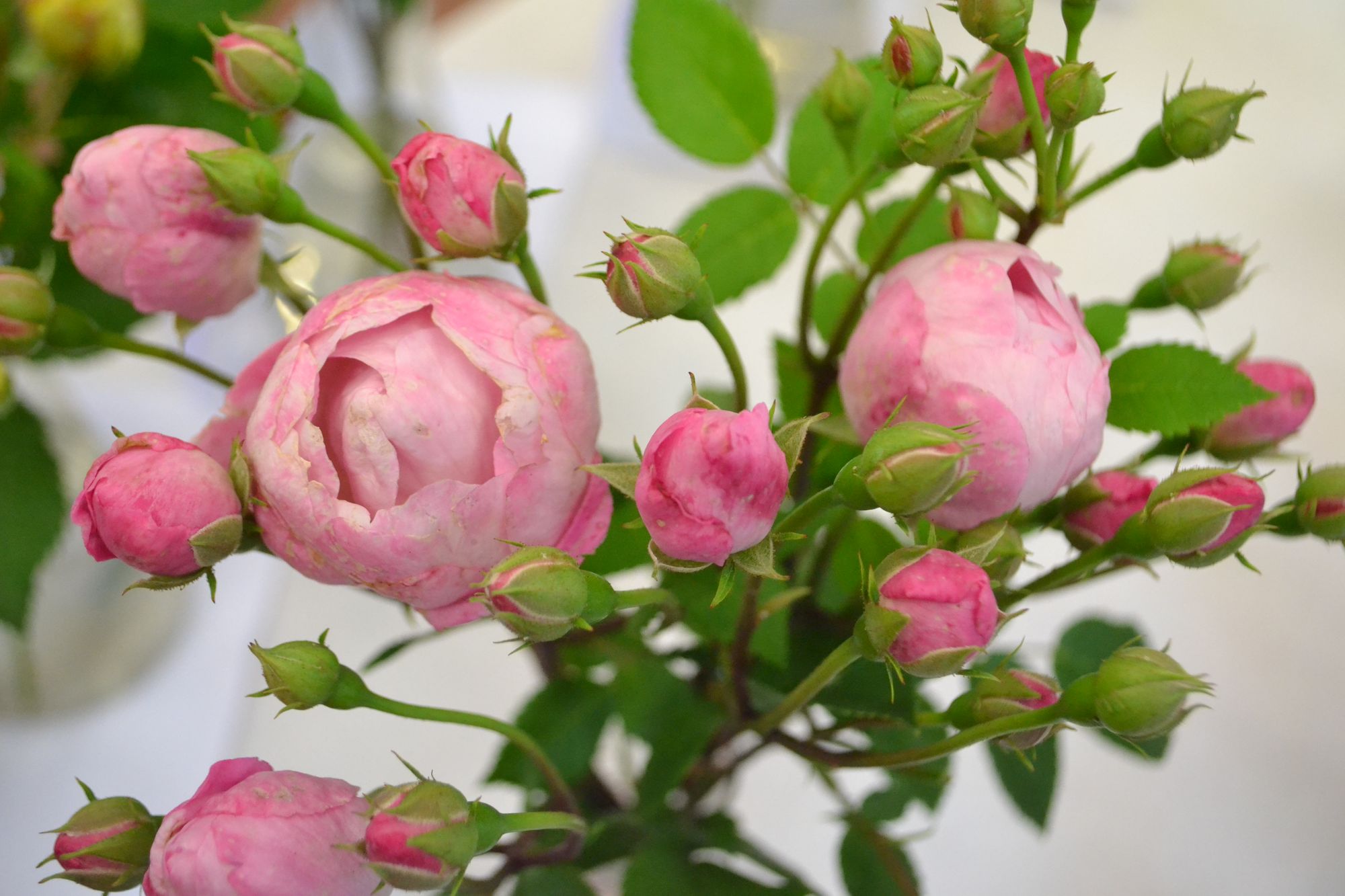 Rožė 'Raubritter' (Rosa)