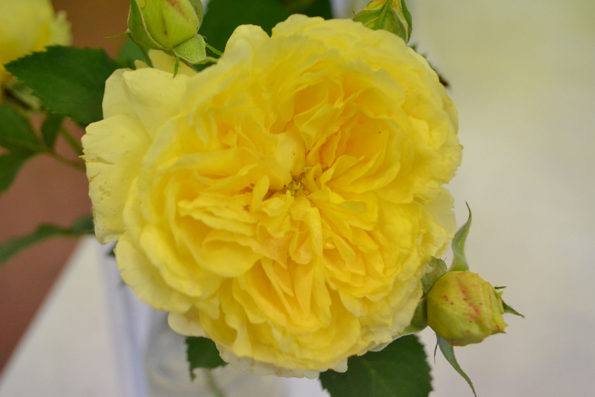 Rožė 'Molineux' (Rosa)