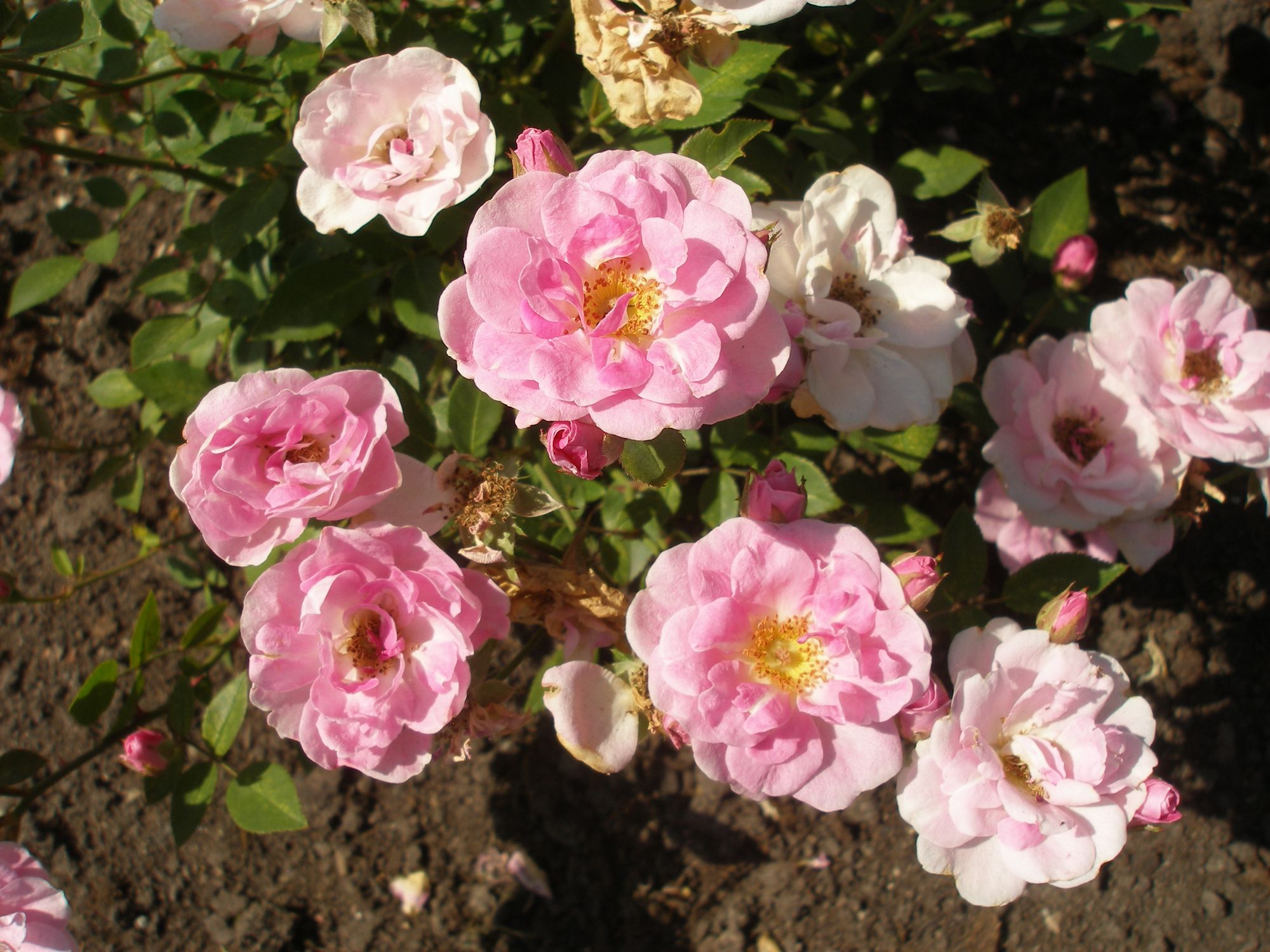 Rožė 'Pink Cameo' (Rožė)