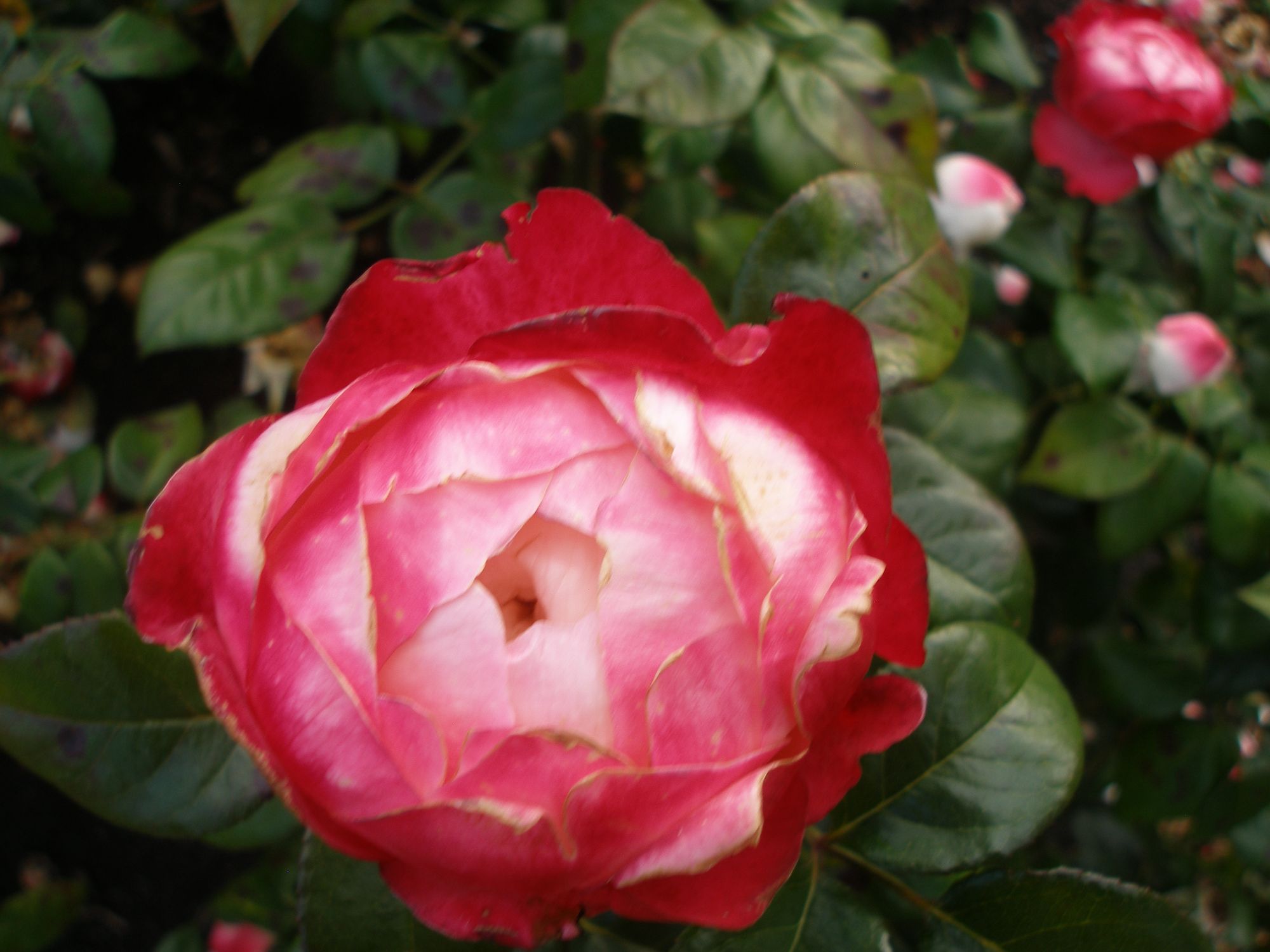 Rožė 'Nostalgia' (Rosa)