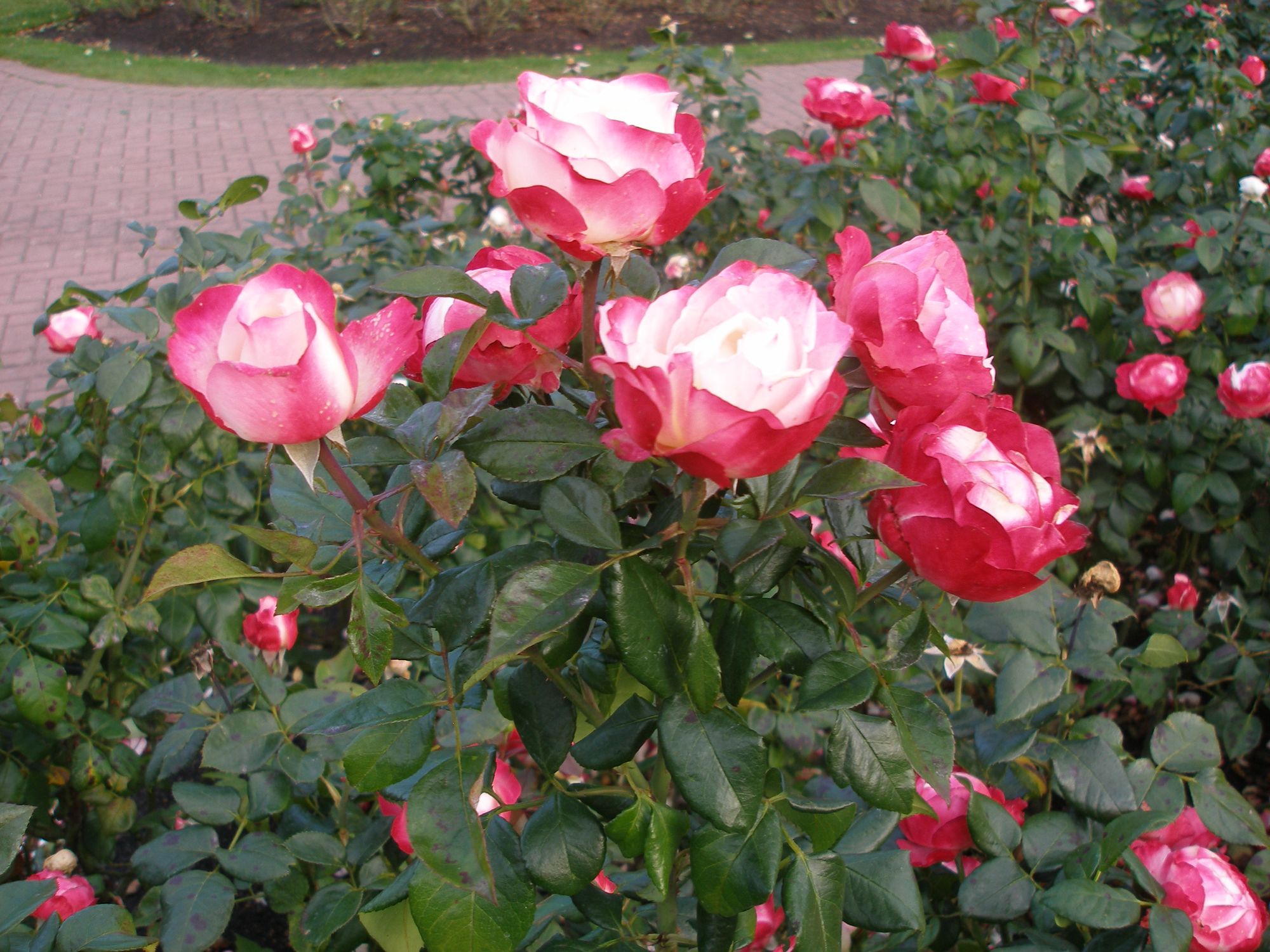 Rožė 'Nostalgia' (Rosa)