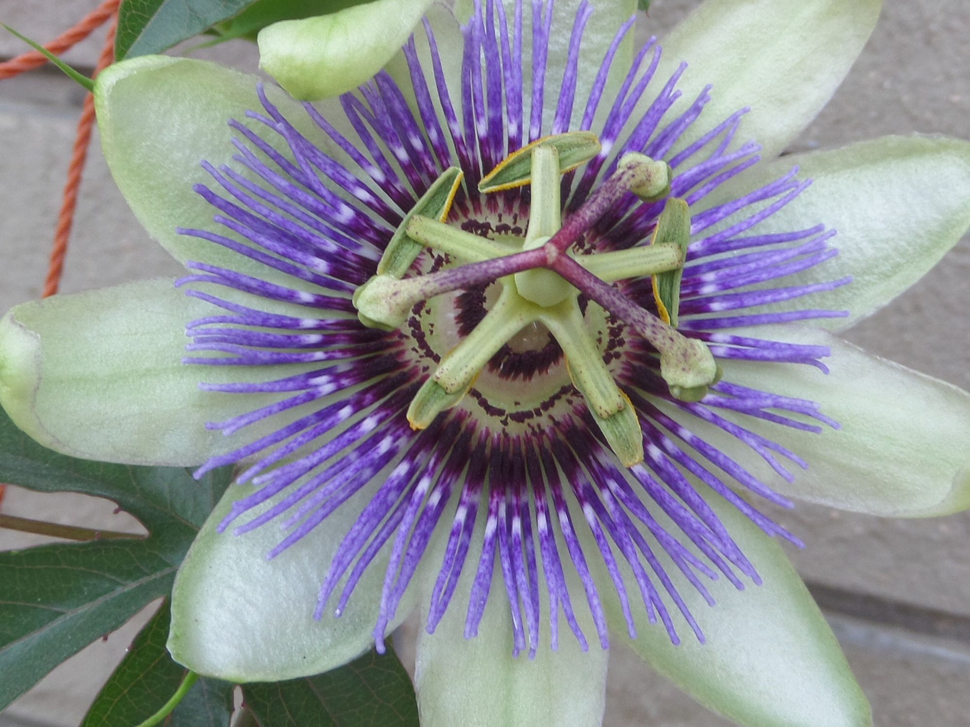 Melsvoji pasiflora (Passiflora caerulea)
