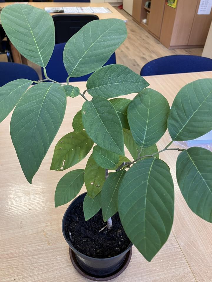 ANONA – obuolio, ananaso, kriaušės, braškės ir banano skonis viename vaisiuje