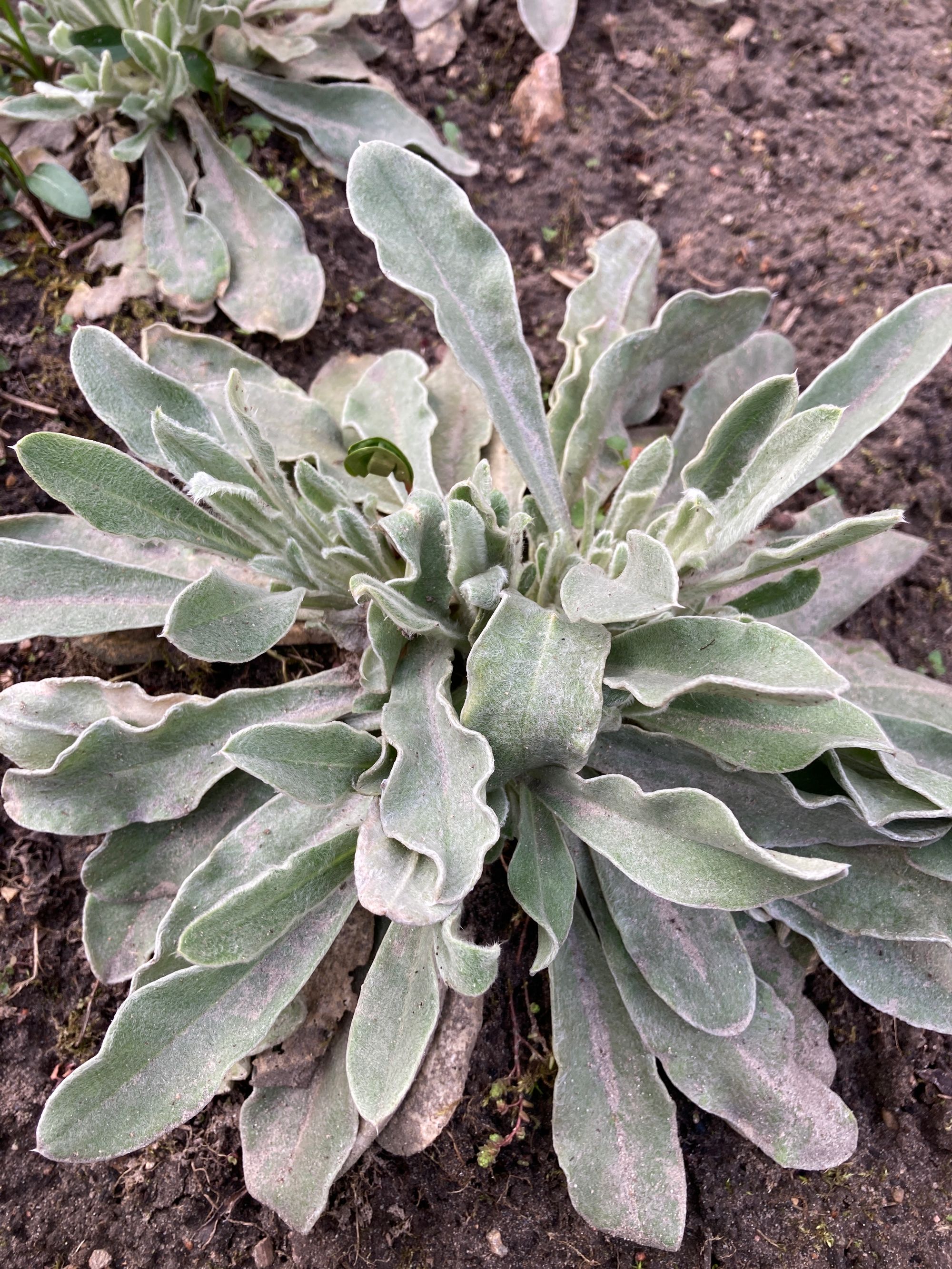 Vainikinė gaisrena (Silene coronaria, syn. Lychnis coronaria)
