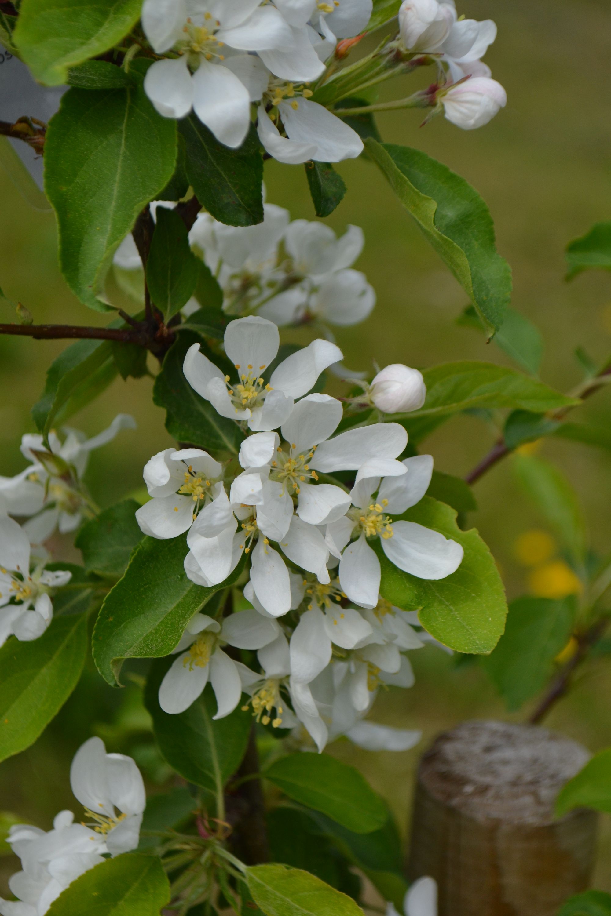 Obelis 'Kelele Dojgo' (Malus)