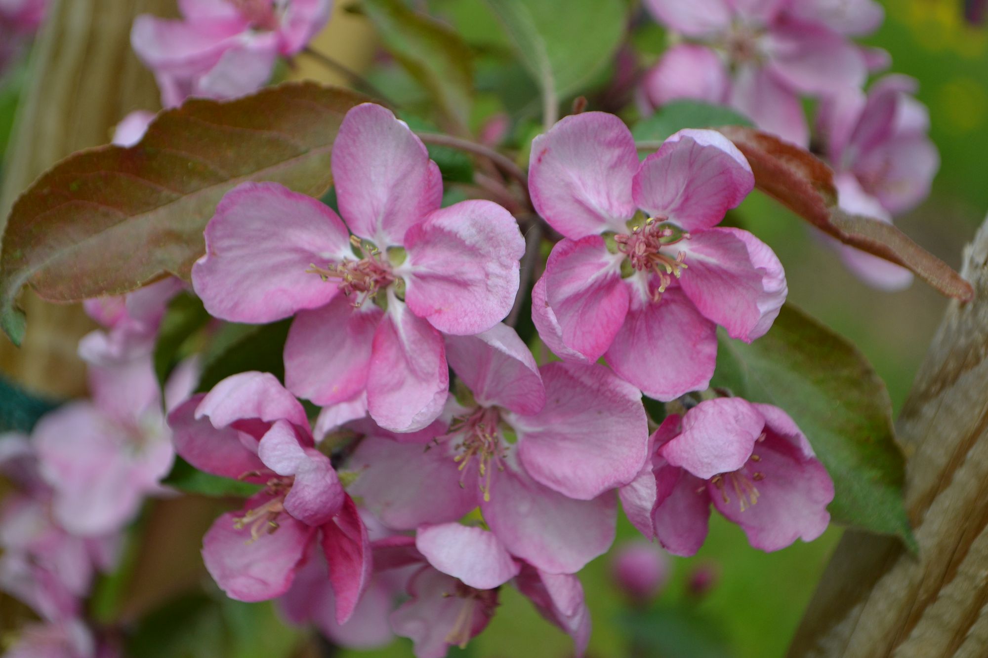 Obelis 'Kelsey' (Malus)