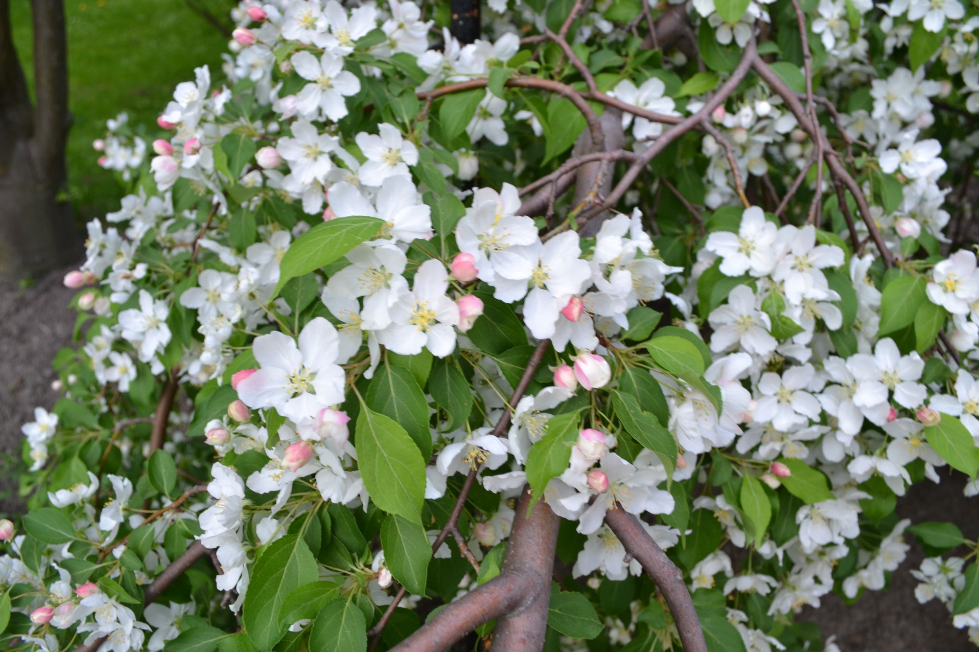 Obelis 'Red Jade' (Malus)