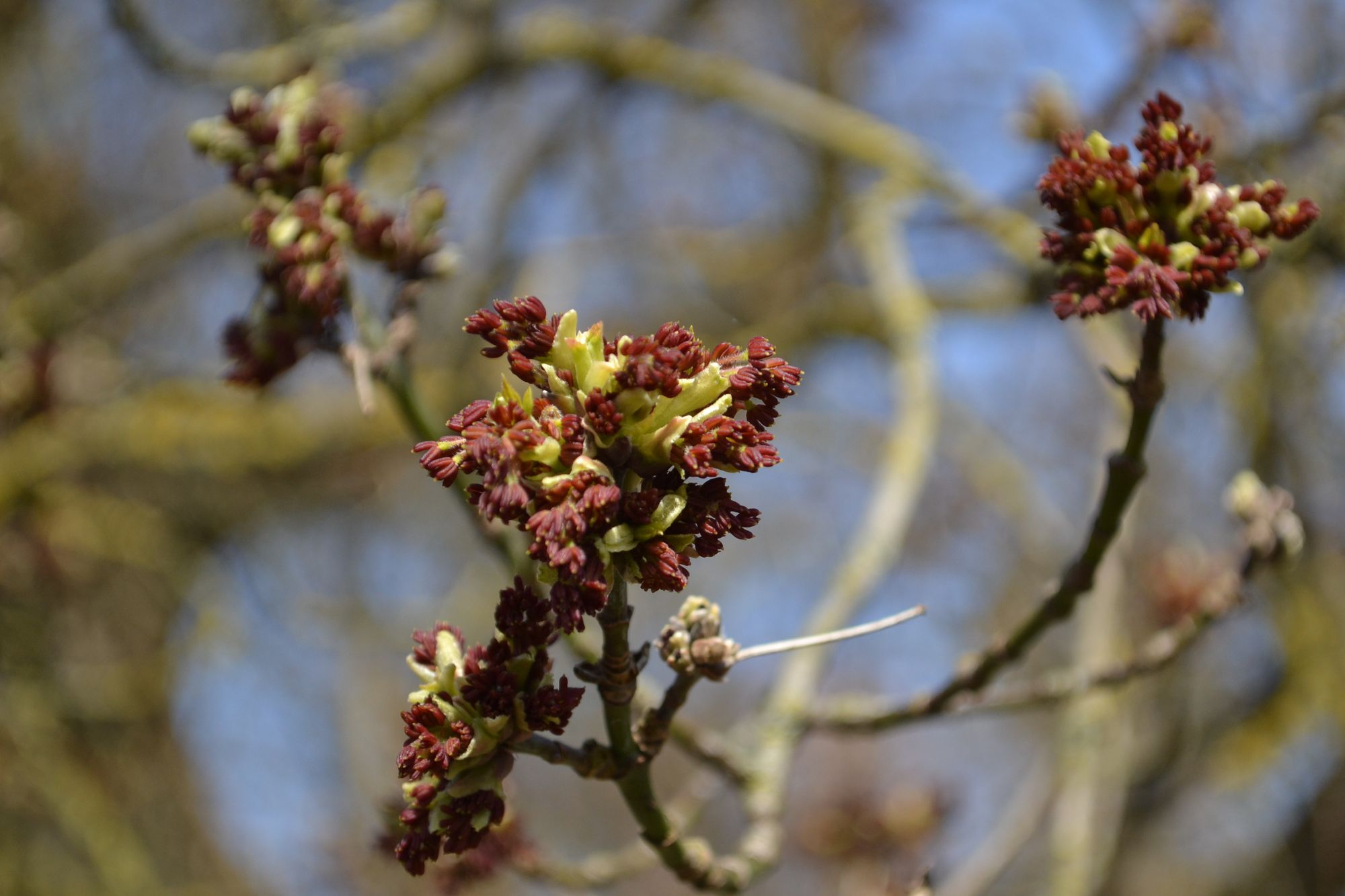 Uosialapis klevas (Acer negundo)