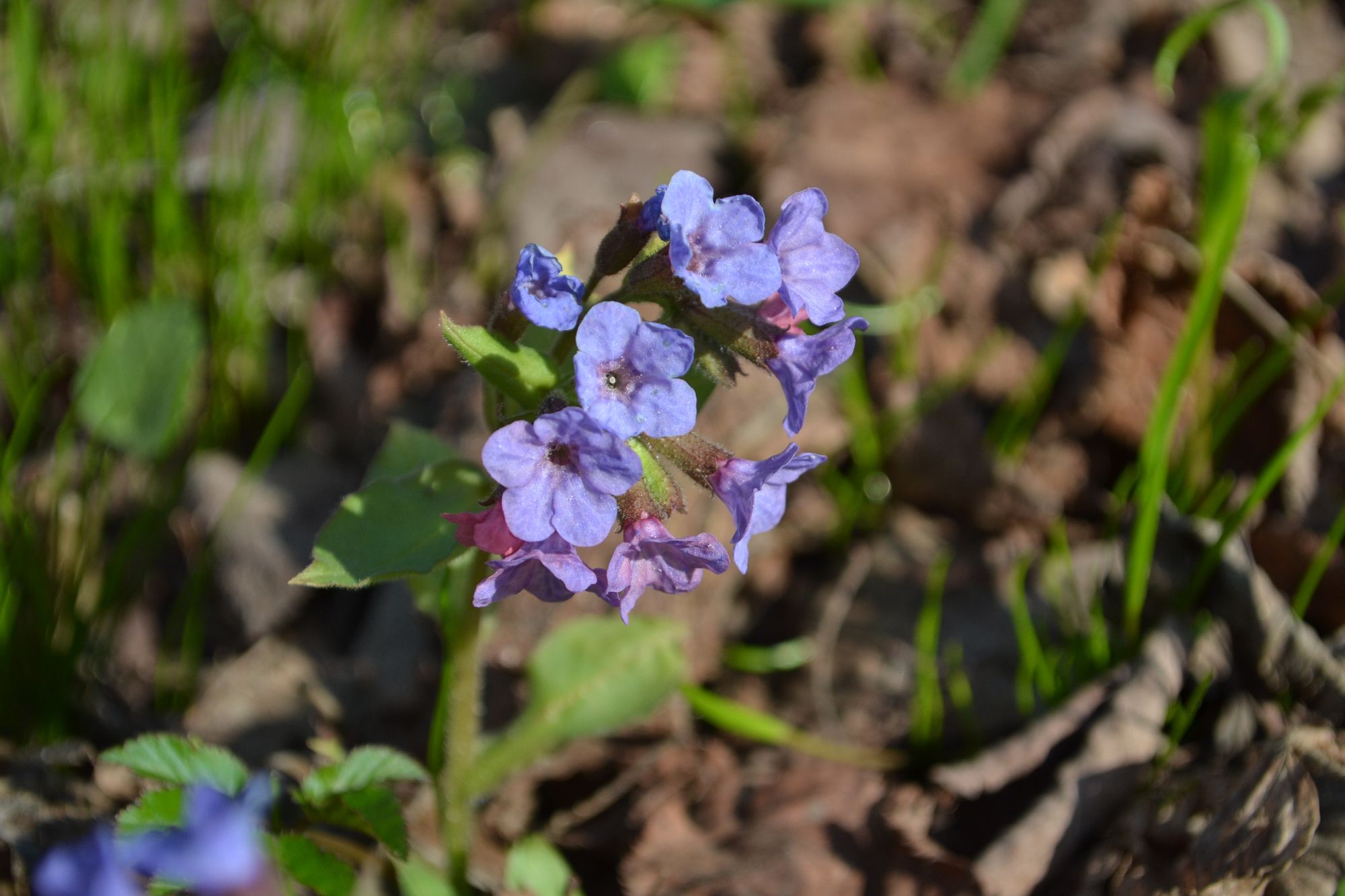 Tamsioji plautė (Pulmonaria obscura)