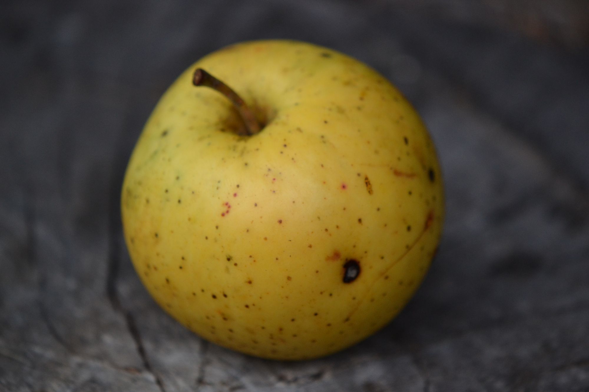 Naminė obelis 'Celminu Dzeltenais' (Malus domestica)