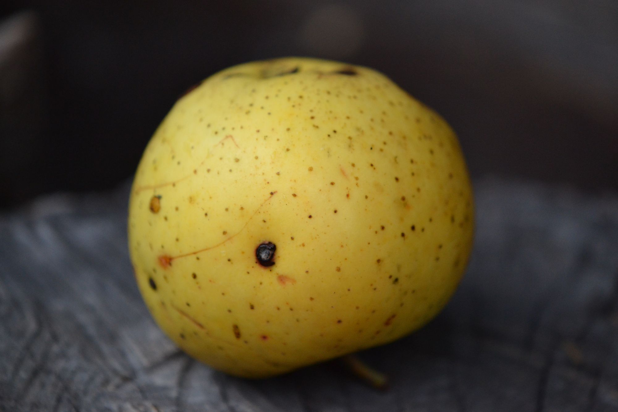 Naminė obelis 'Celminu Dzeltenais' (Malus domestica)