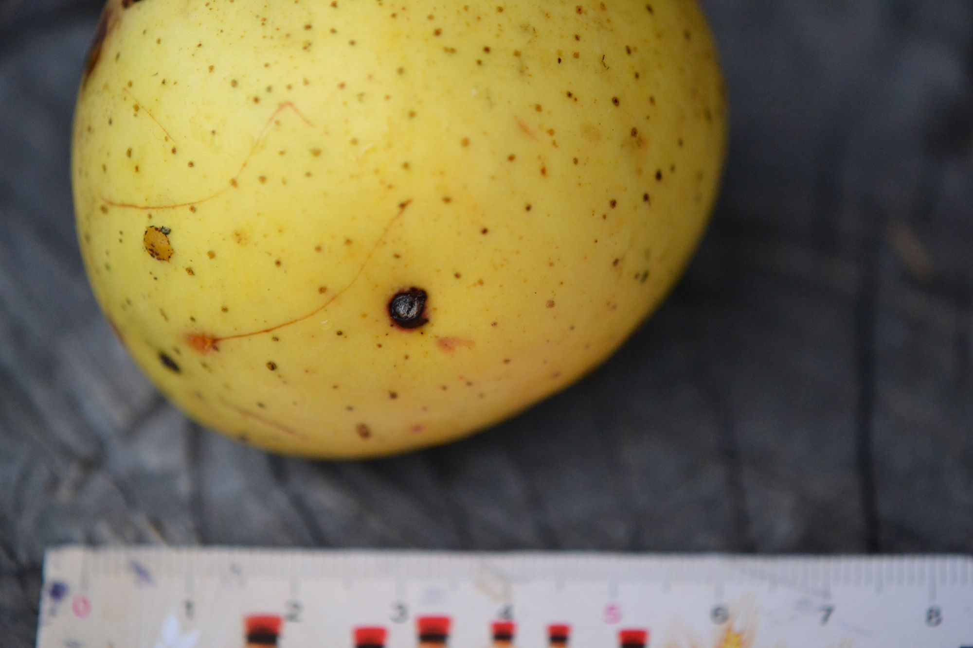 Naminė obelis 'Celminu Dzeltenais' (Malus domestica)