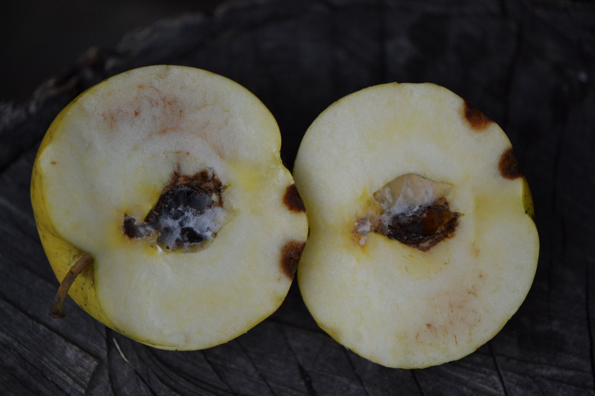 Naminė obelis 'Celminu Dzeltenais' (Malus domestica)