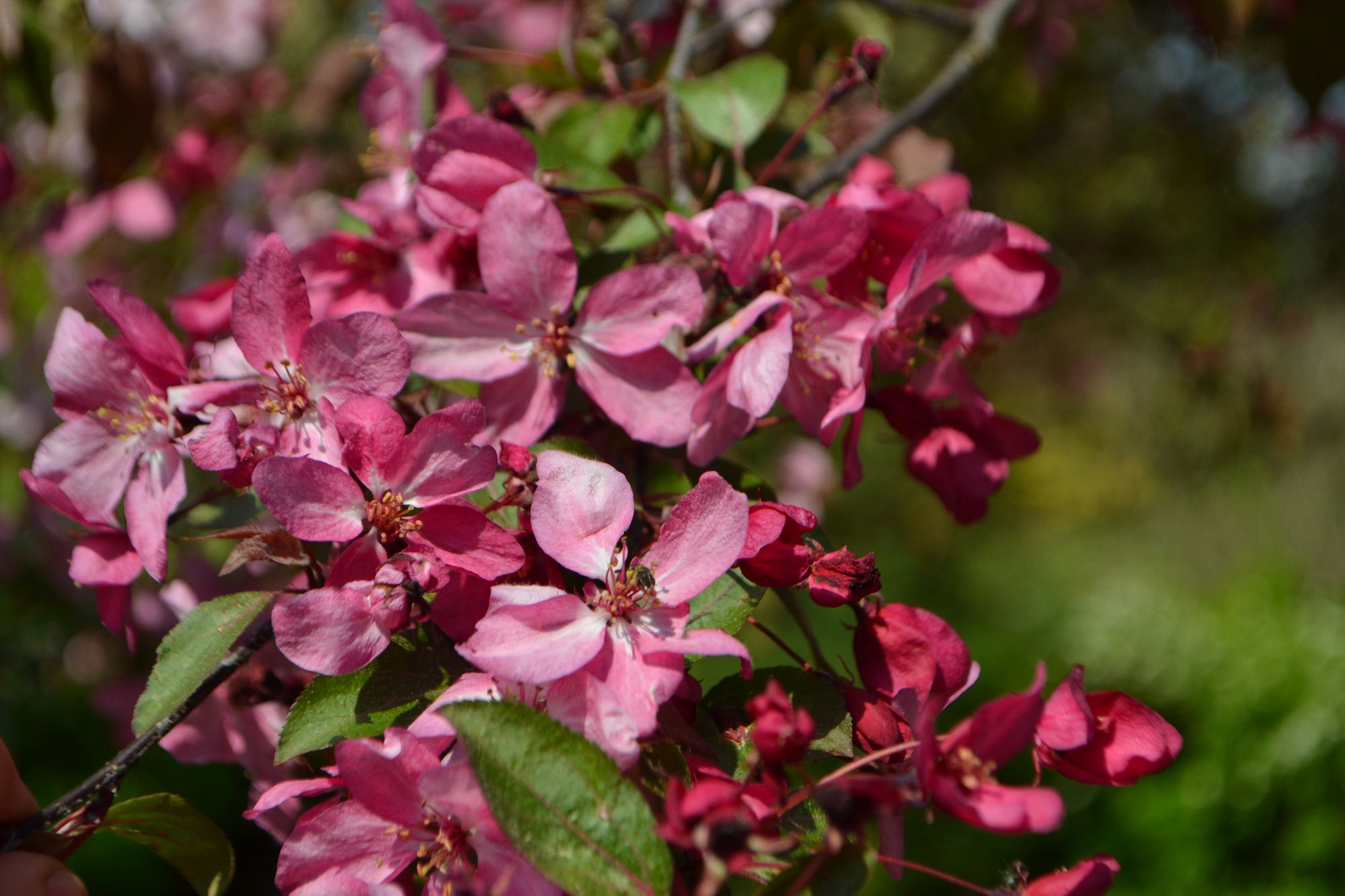 Obelis 'August Vaga' (Malus)