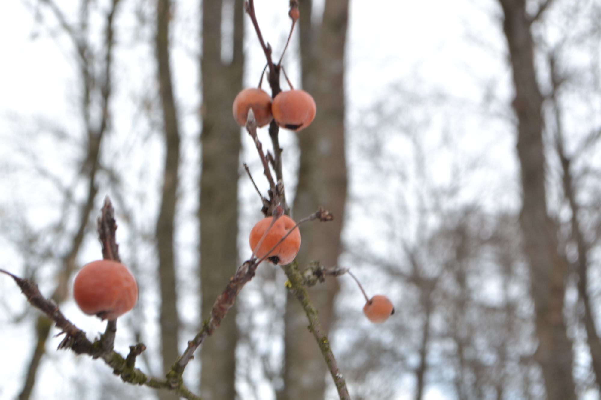 Obelis 'Red Sentinel' (Malus)