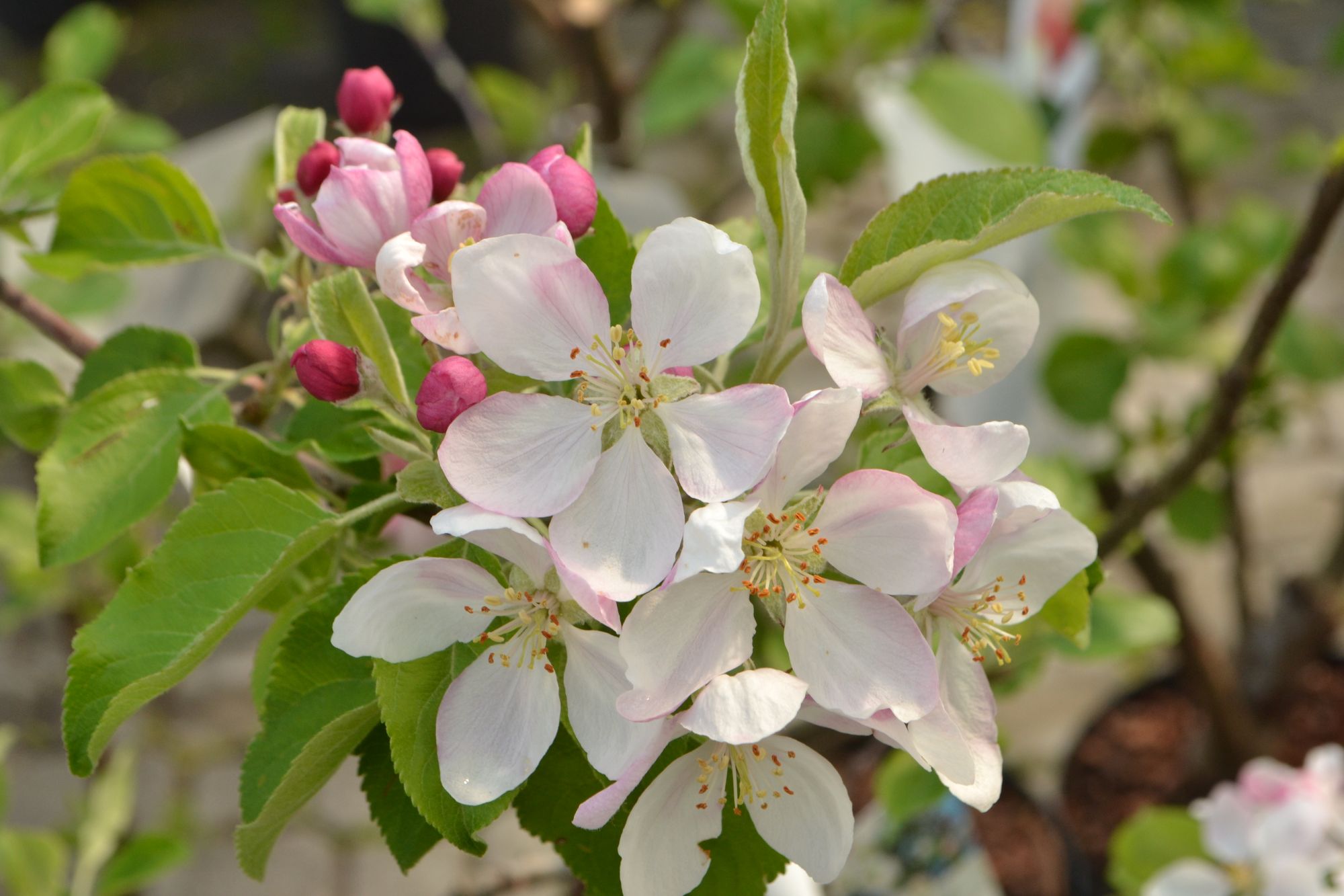 Obelis 'Geheimrat Breuhahn' (Malus)