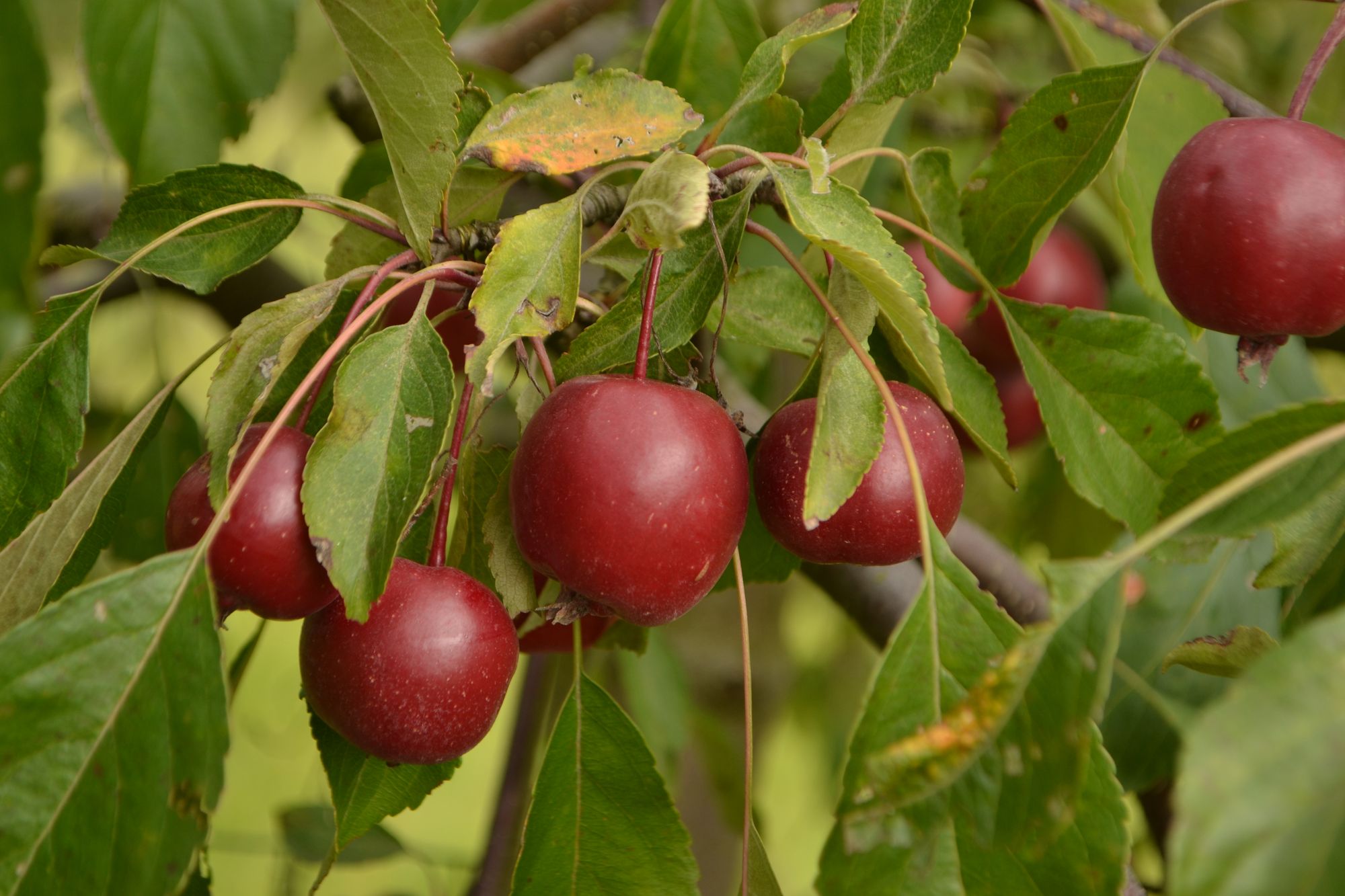 Obelis 'Cheal's Weeping' (Malus)