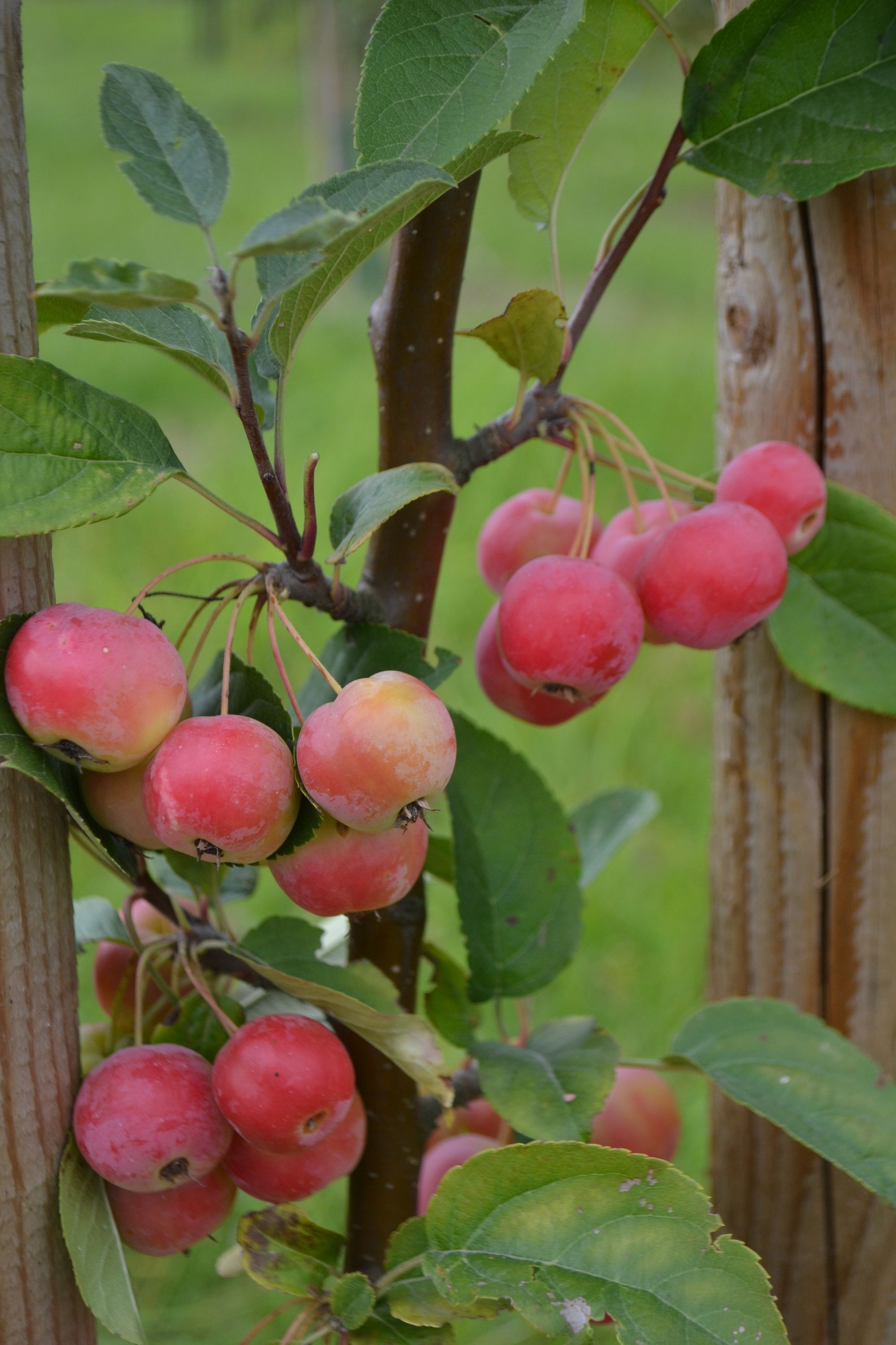 Obelis 'Sulit' (Malus)