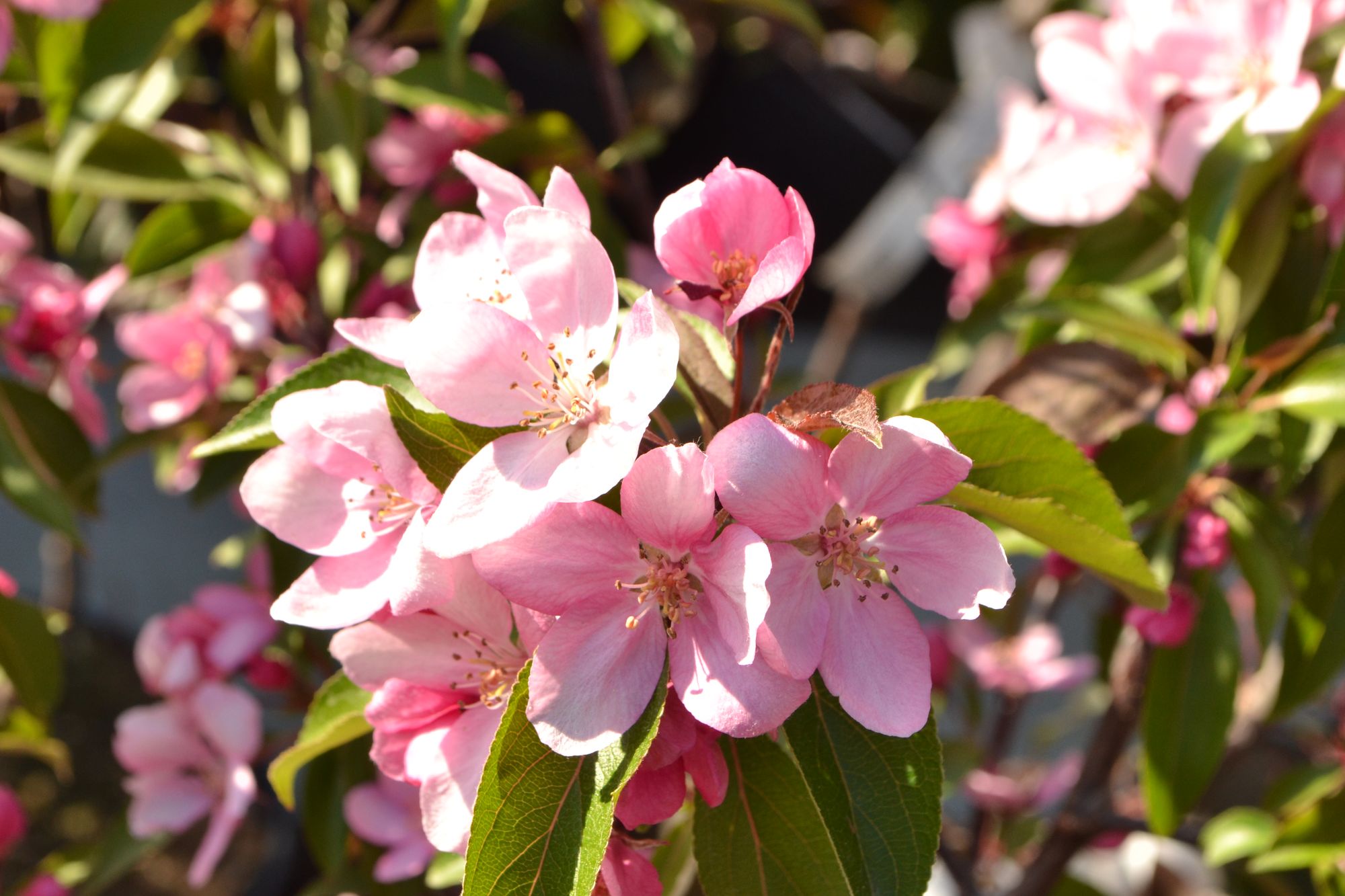 Obelis 'Ola' (Malus)