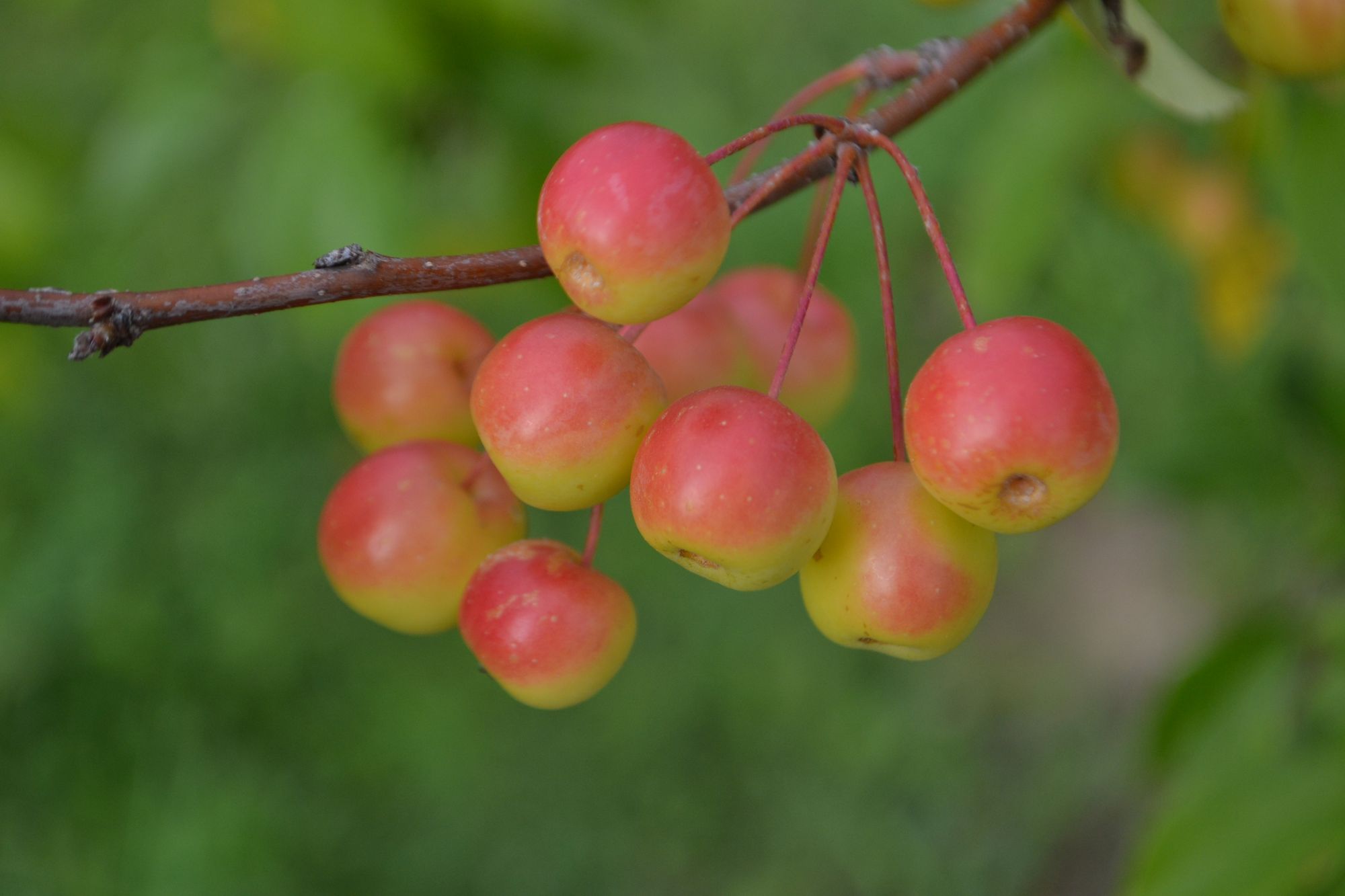 Obelis 'Professor Sprenger' (Malus)