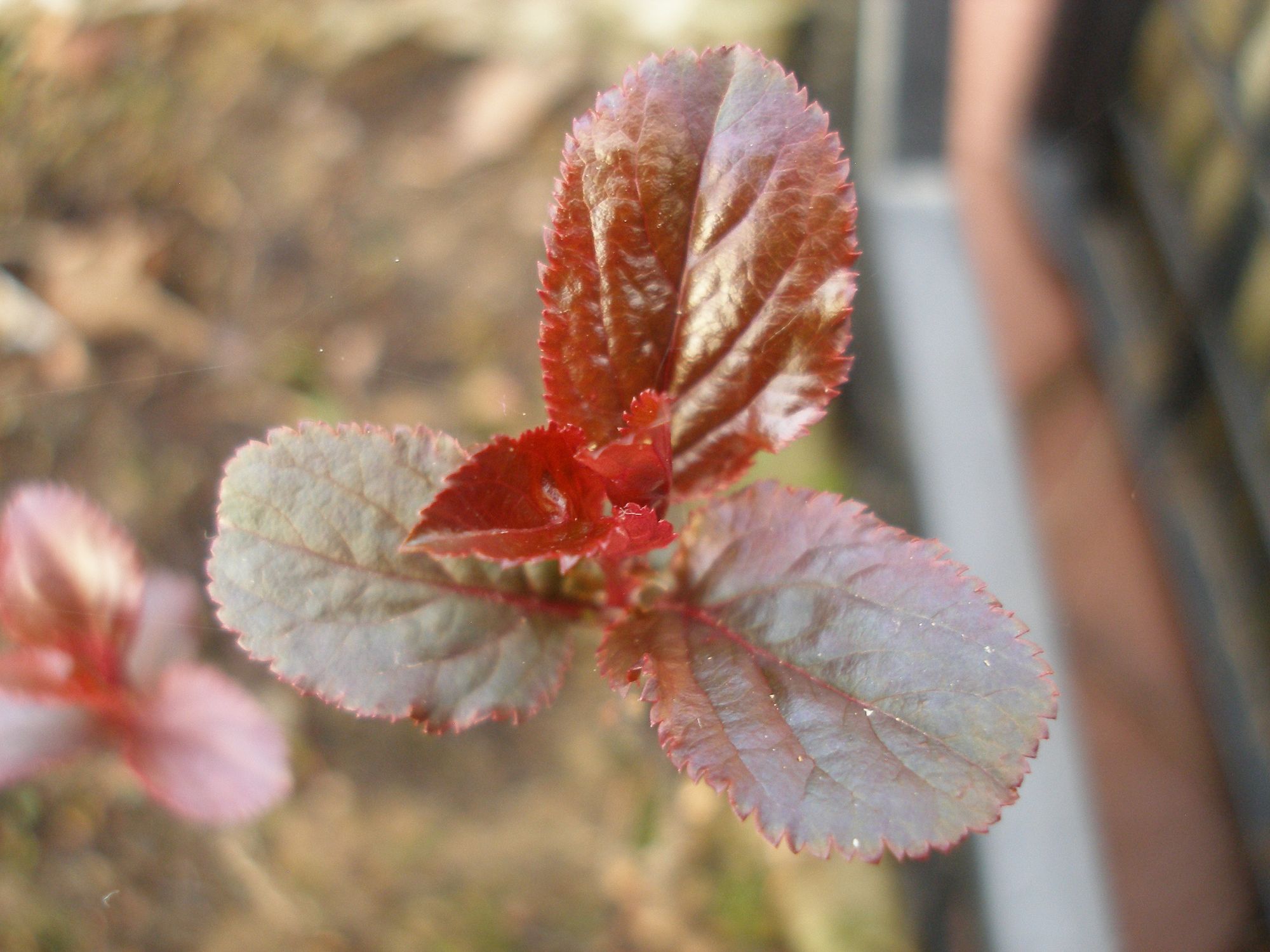 Obelis 'Mokum' (Malus)